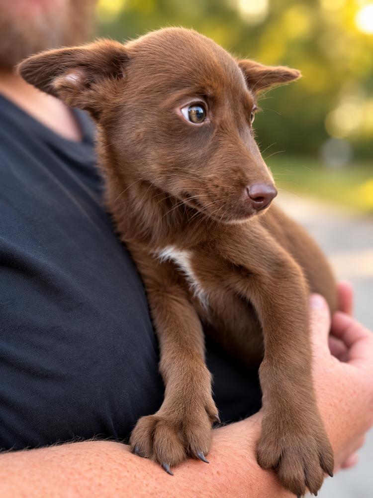 Pride & Prejudice Litter - Lizzie, Adoptable, Puppy Female Husky & Labrador Retriever.