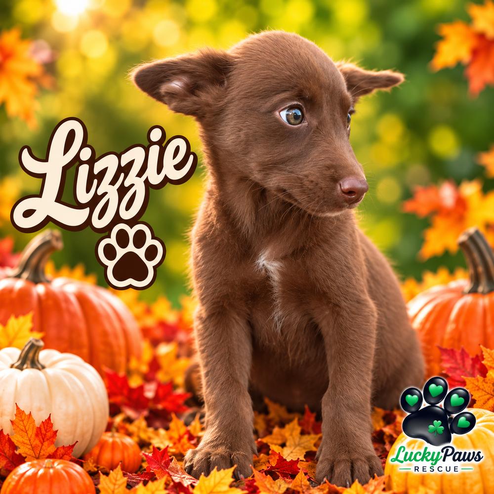 Enlarge Pride & Prejudice Litter -  Lizzie, a Adoptable mixed breed in Sumter, SC image 2/4