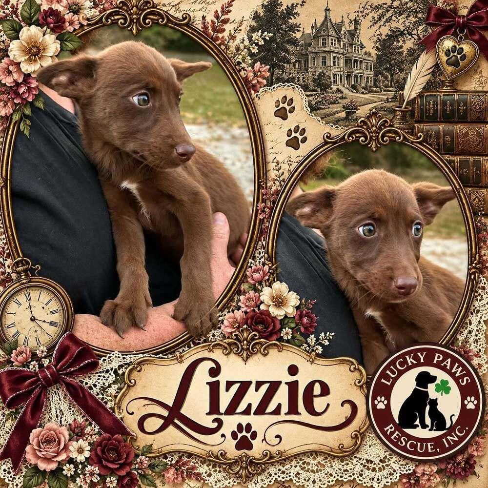 Enlarge Pride & Prejudice Litter -  Lizzie, a Adoptable mixed breed in Sumter, SC image 4/4