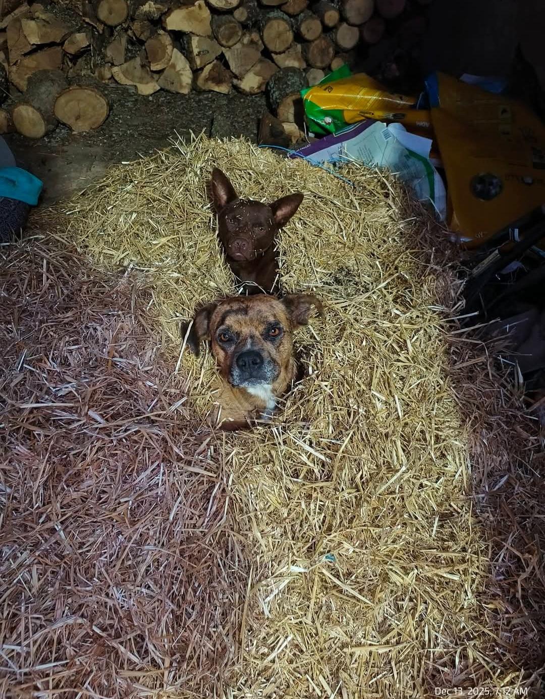 Enlarge Ranger, a ADOPTABLE mixed breed in Fordland, MO image 2/3