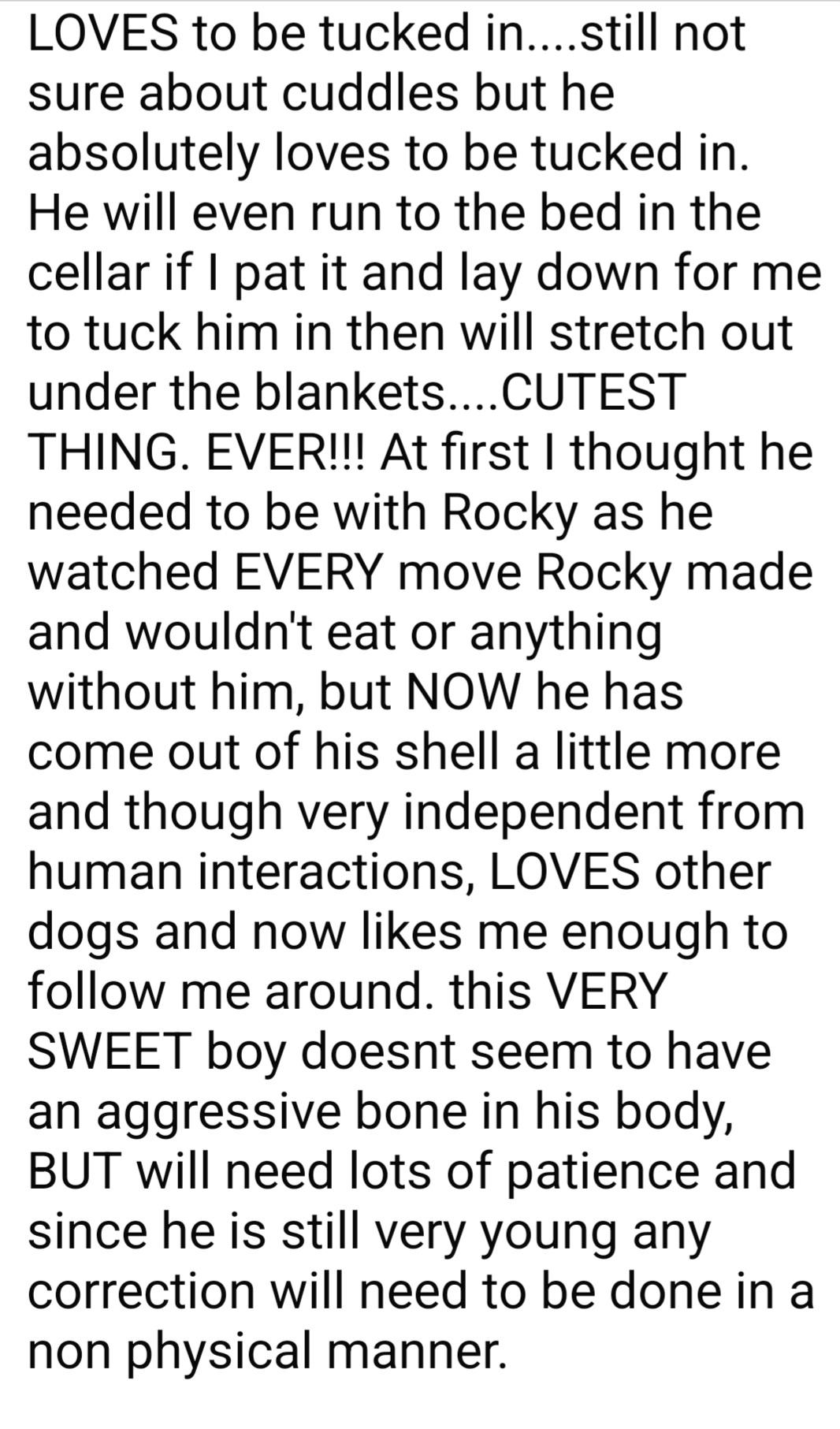 Enlarge Ranger, a ADOPTABLE mixed breed in Fordland, MO image 3/3