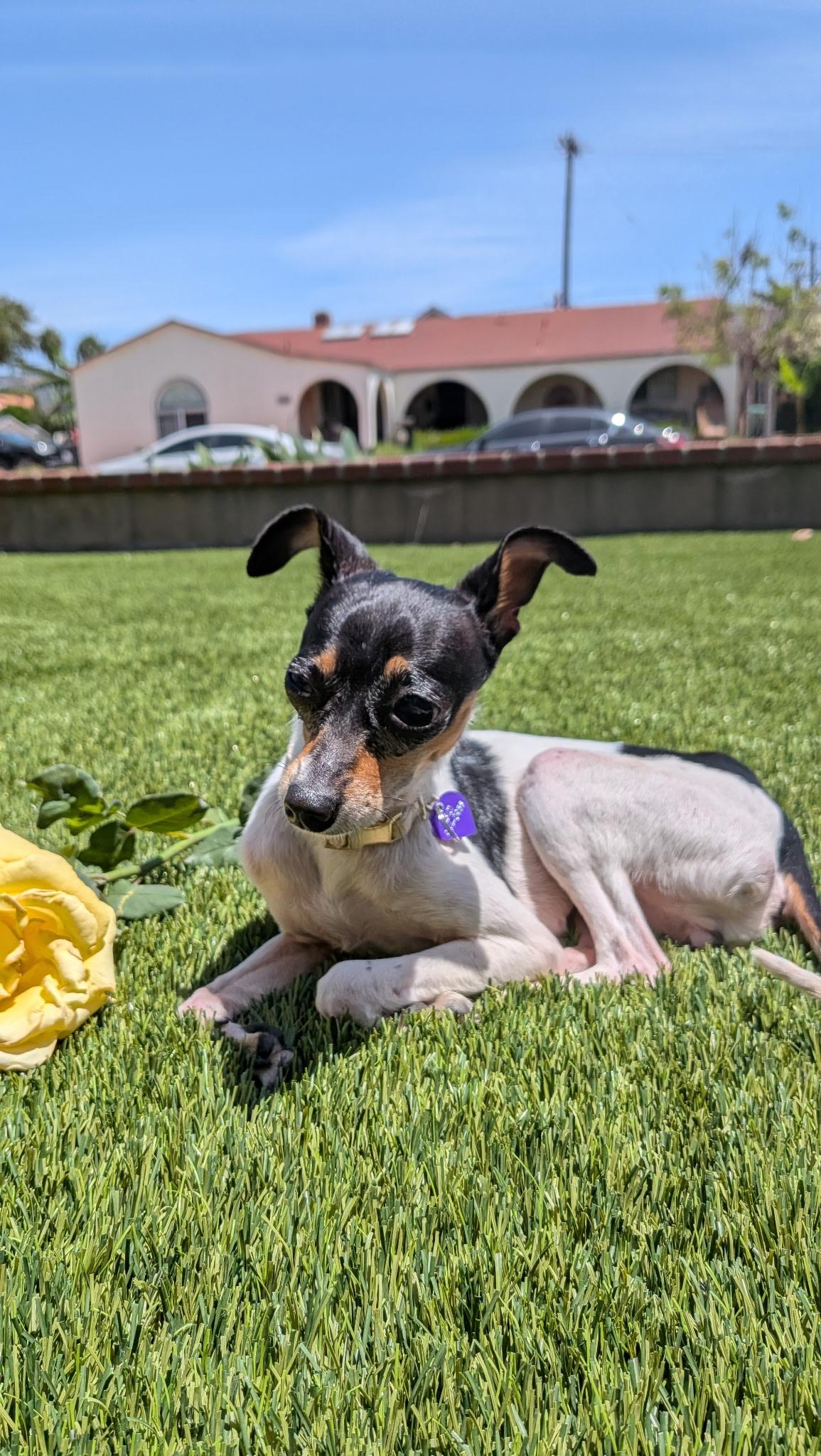 Enlarge Trixie, a Adoptable mixed breed in Torrance, CA image 3/6