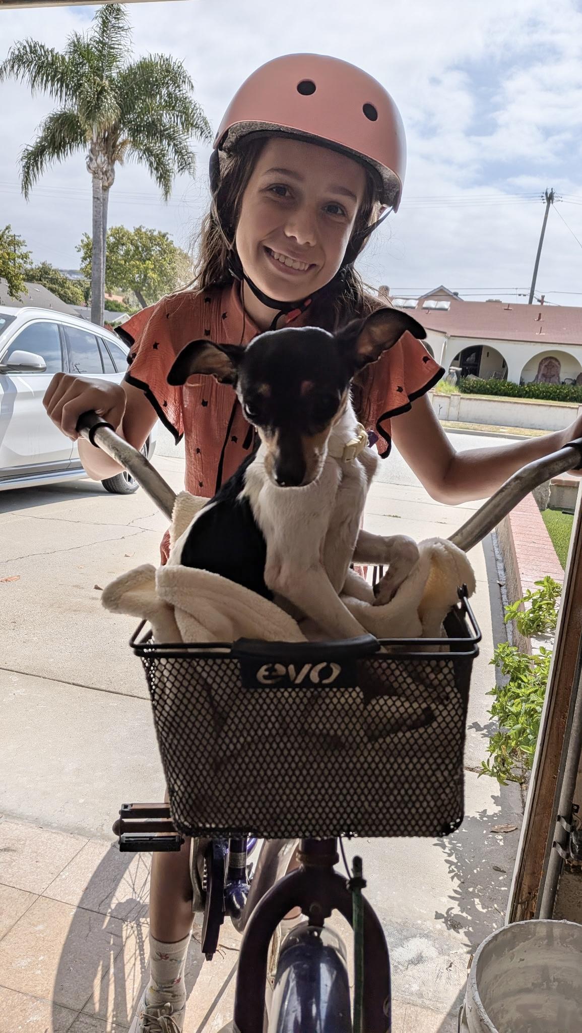Trixie, Adoptable, Adult Female Chihuahua.