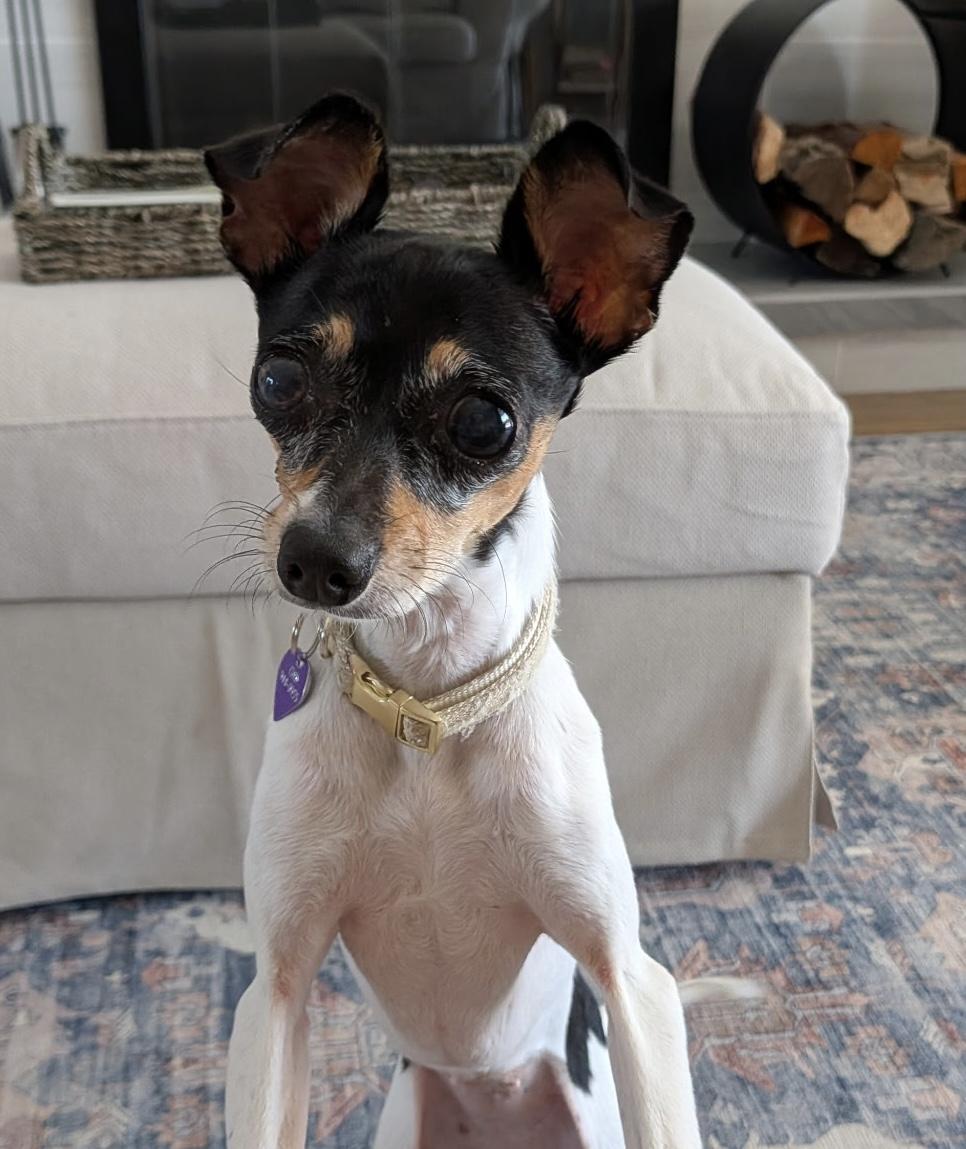 Enlarge Trixie, a Adoptable mixed breed in Torrance, CA image 2/6