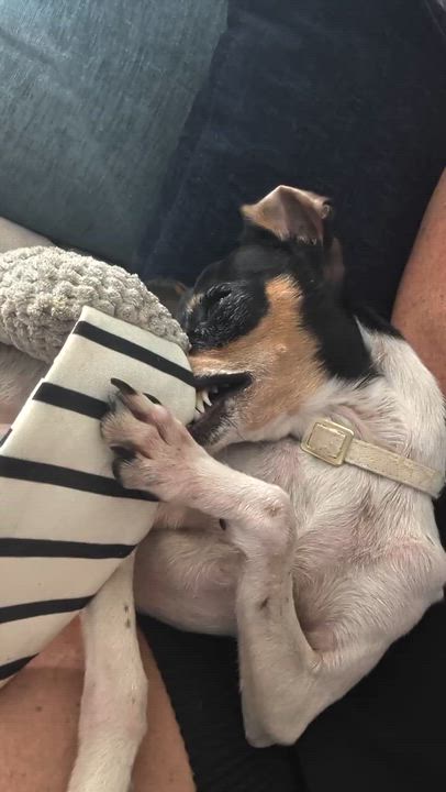 Enlarge Trixie, a Adoptable mixed breed in Torrance, CA video 5/6