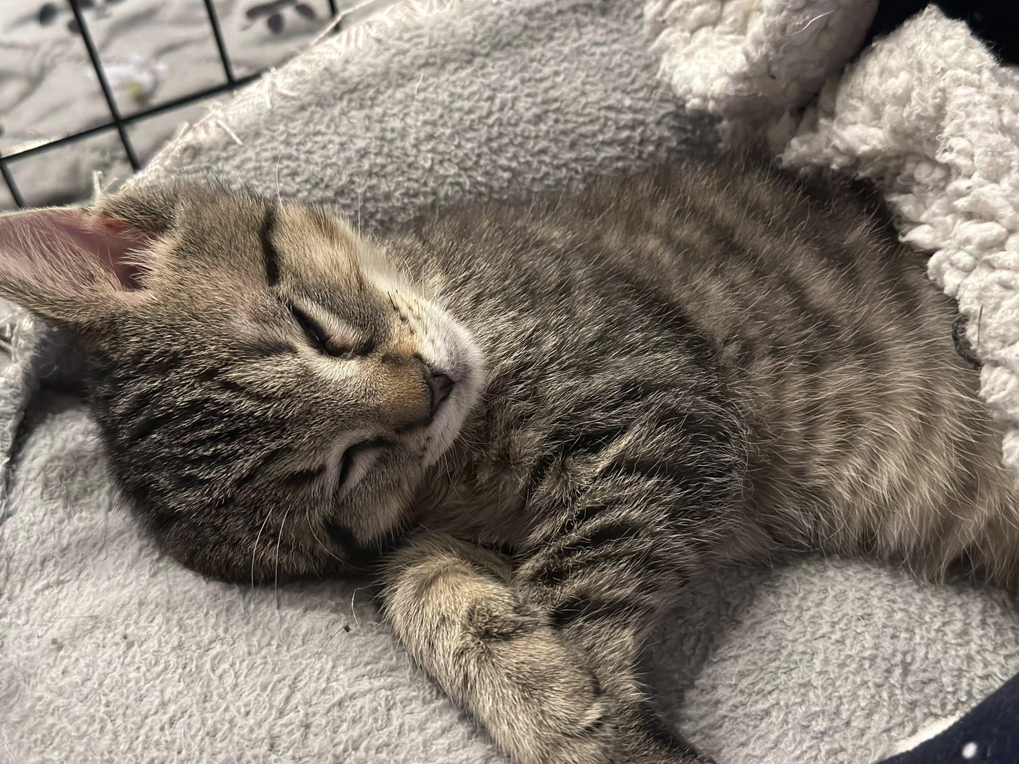 Morty, Adoptable, Kitten Male Domestic Short Hair.