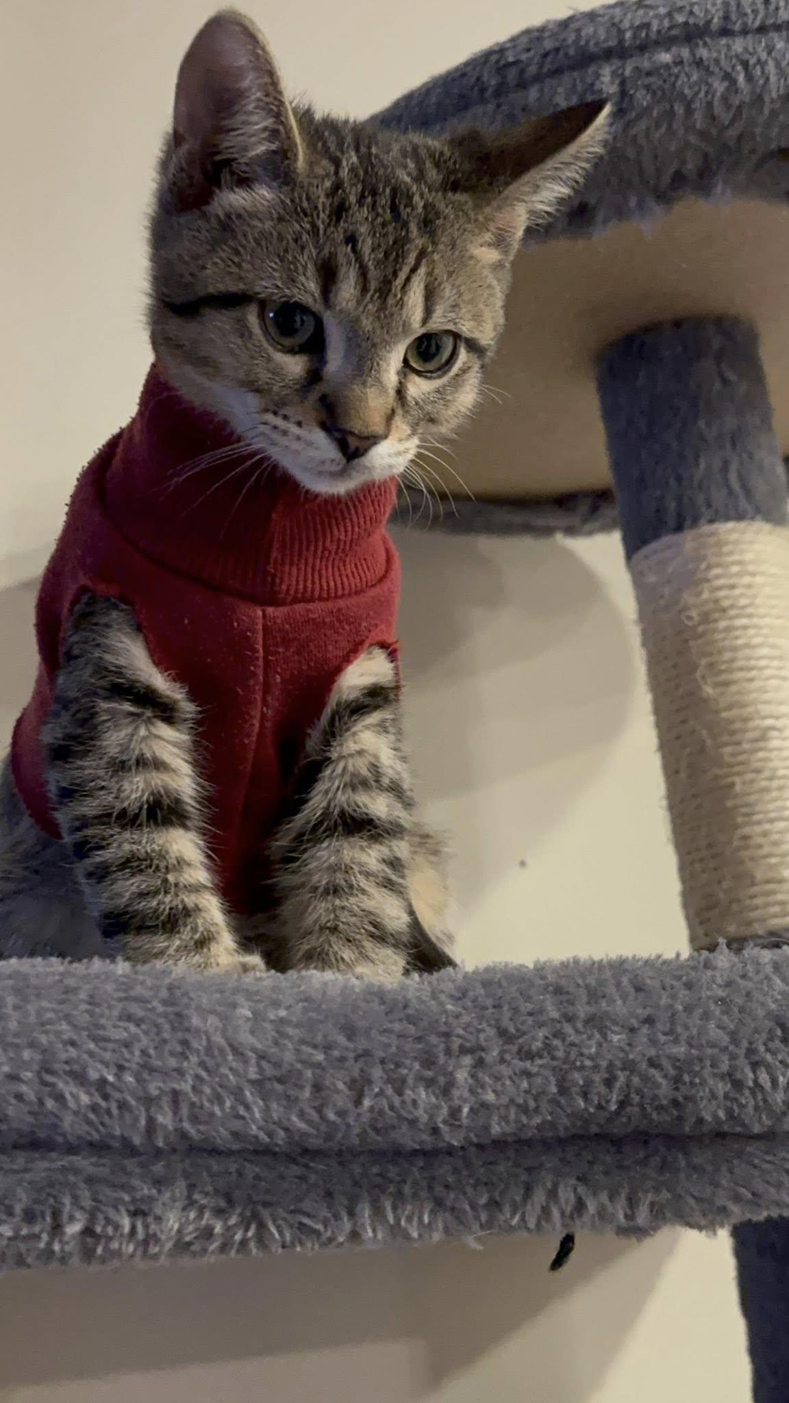 Morty, a Adoptable mixed breed in Shelton, CT image 2/5