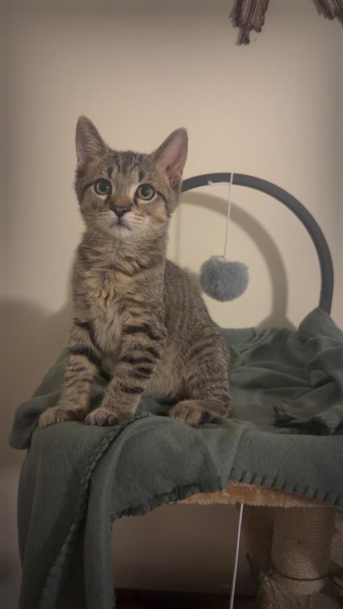 Morty, a Adoptable mixed breed in Shelton, CT image 5/5