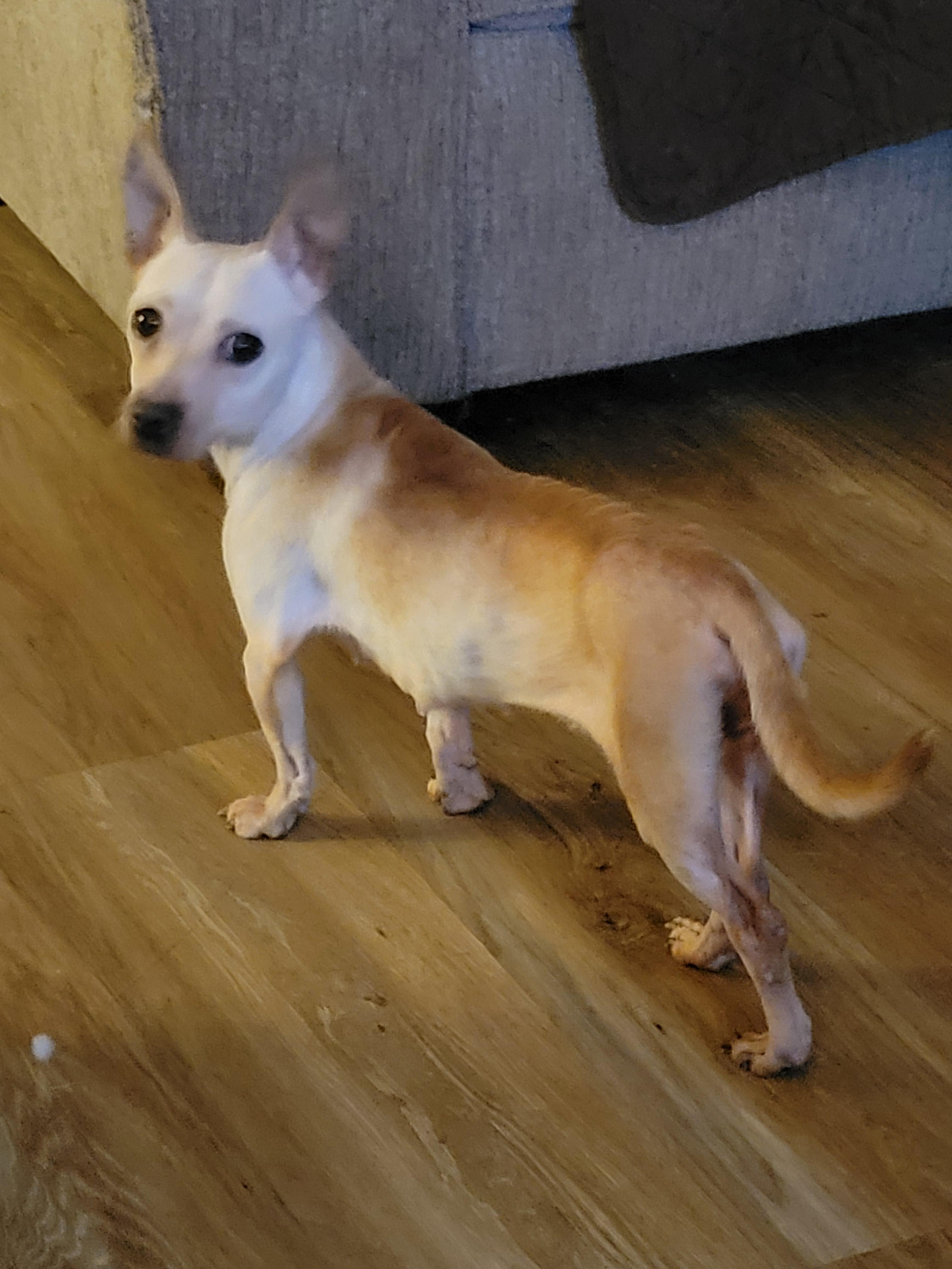 Suzie, Adoptable, Adult Female Chihuahua.