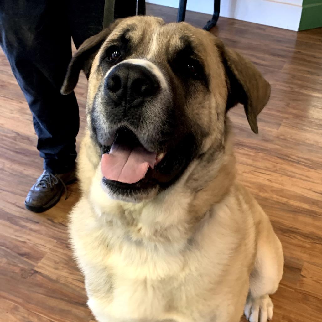 Zeus- Big Love, a ADOPTABLE mixed breed in Grass Valley, CA image 2/5