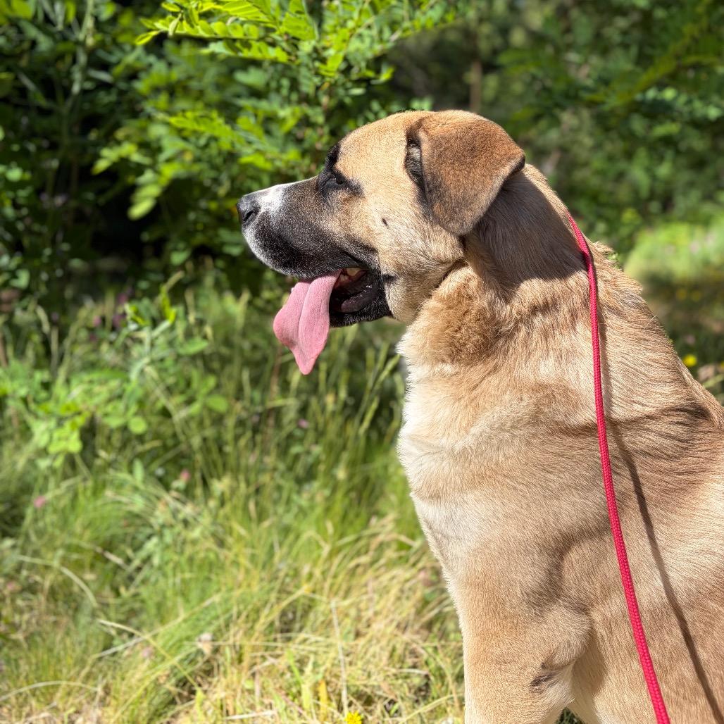 Zeus- Big Love, a ADOPTABLE mixed breed in Grass Valley, CA image 5/5