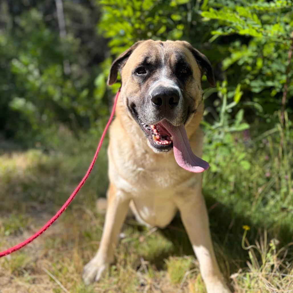 Zeus- Big Love, a ADOPTABLE mixed breed in Grass Valley, CA image 1/5