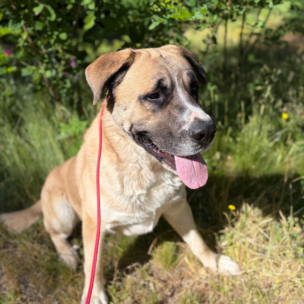 Zeus- Big Love, a ADOPTABLE mixed breed in Grass Valley, CA image 3/5