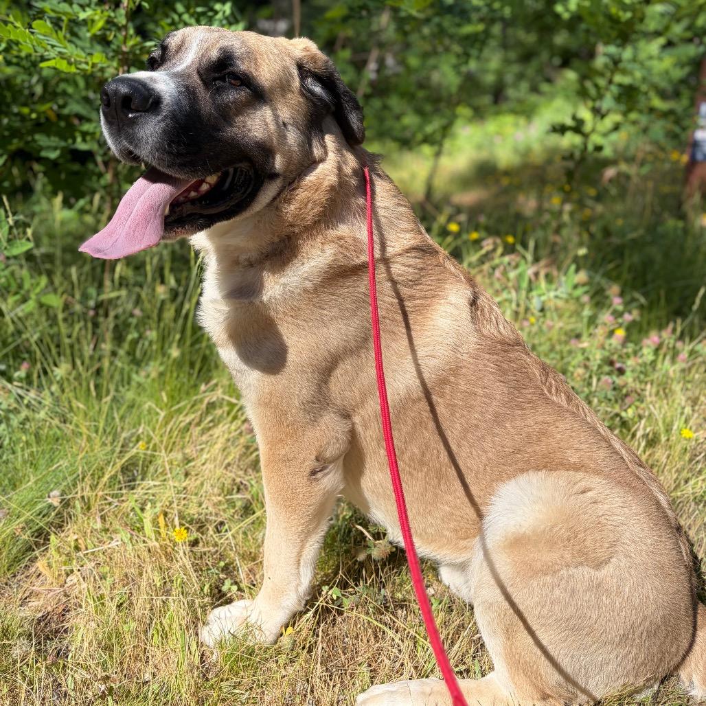 Zeus- Big Love, a ADOPTABLE mixed breed in Grass Valley, CA image 4/5