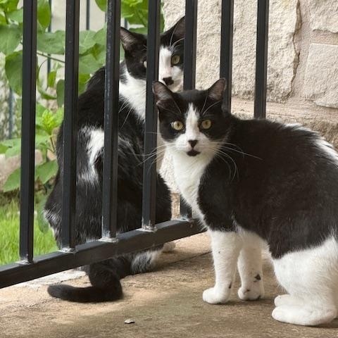 Meatball, a ADOPTABLE American Shorthair in Bertram, TX image 3/3