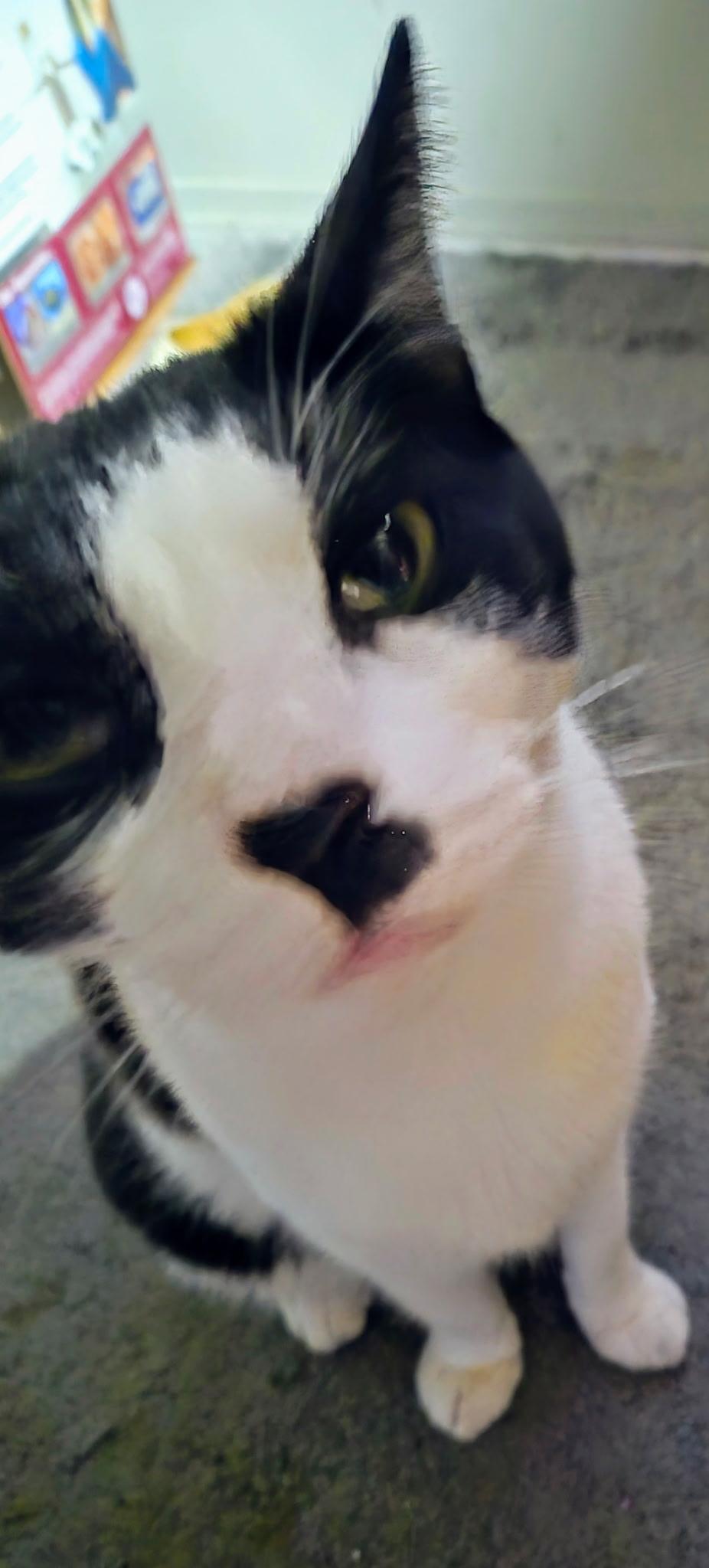 Meatball, ADOPTABLE, Adult Female American Shorthair.