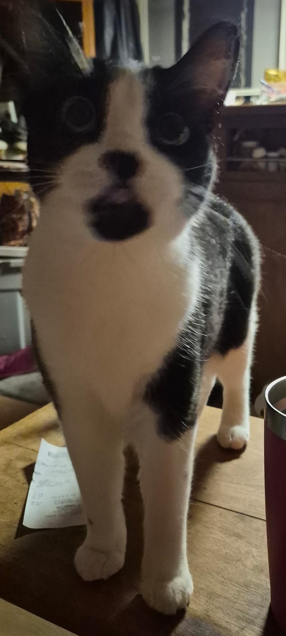 Meatball, a ADOPTABLE American Shorthair in Bertram, TX image 2/3