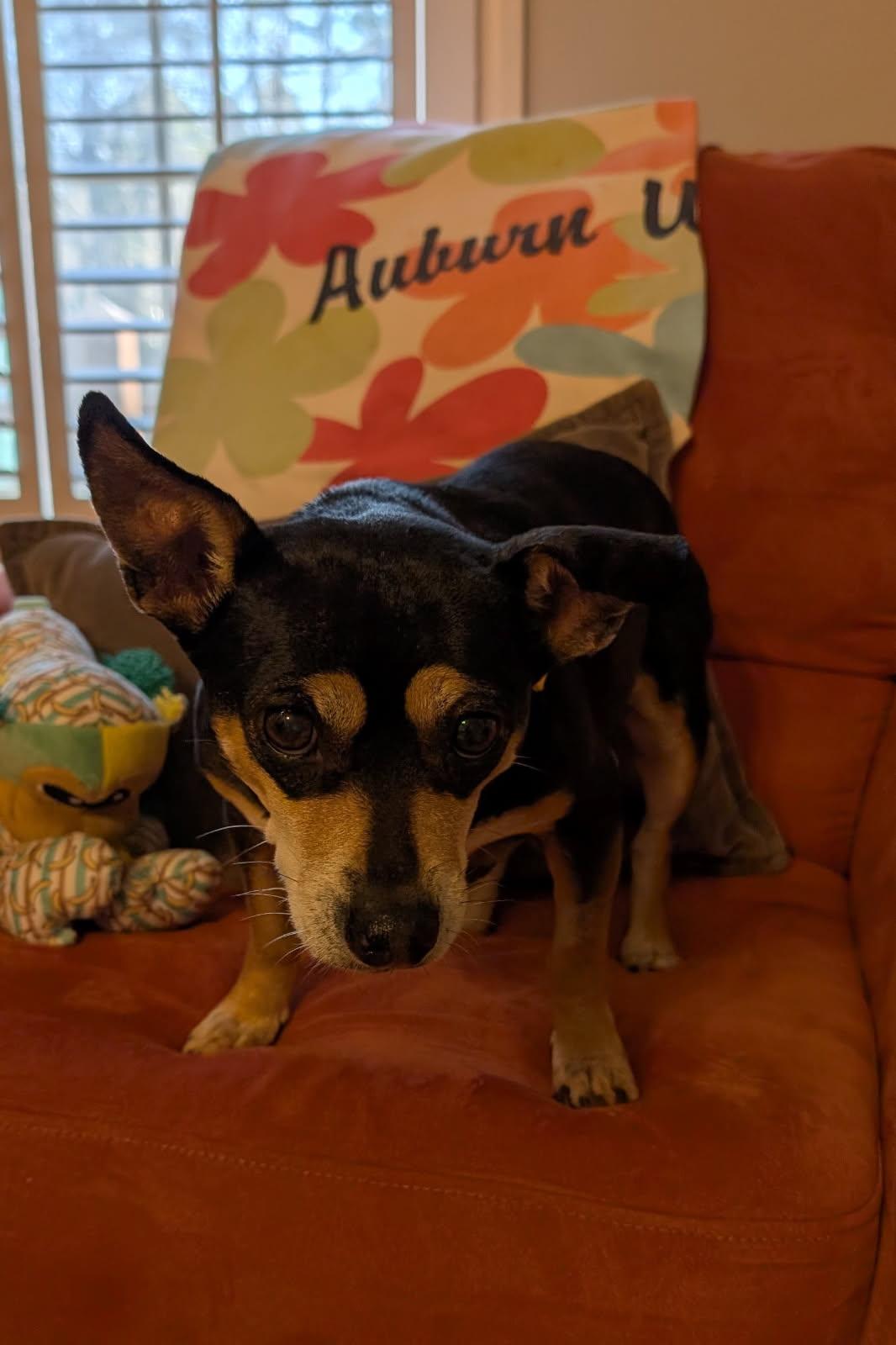 Immie, Adoptable, Senior Female Chihuahua & Terrier.