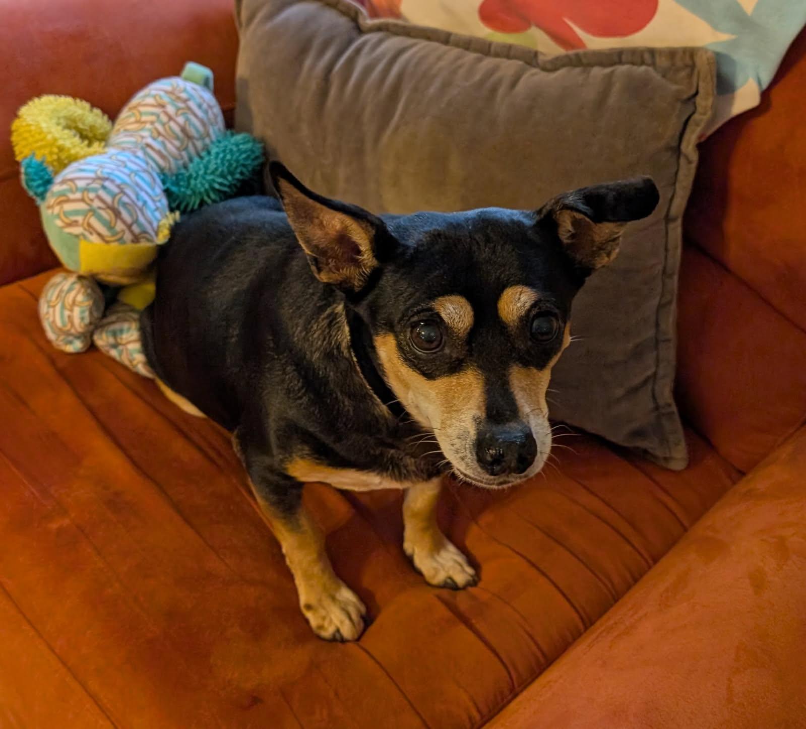 Immie, a Adoptable mixed breed in Duluth, GA image 2/5