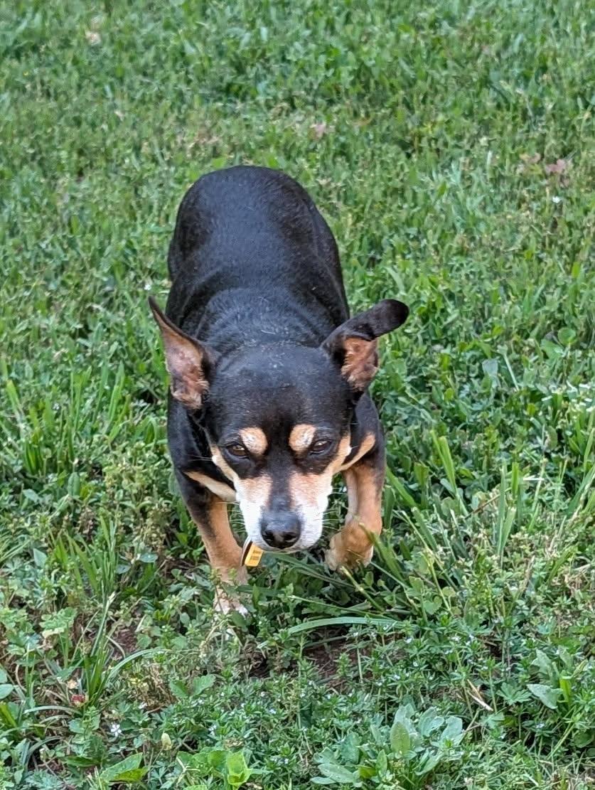 Immie, a Adoptable mixed breed in Duluth, GA image 3/5