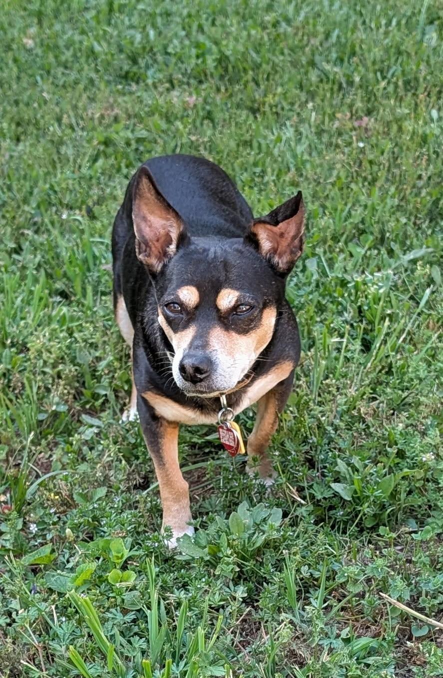 Immie, a Adoptable mixed breed in Duluth, GA image 4/5