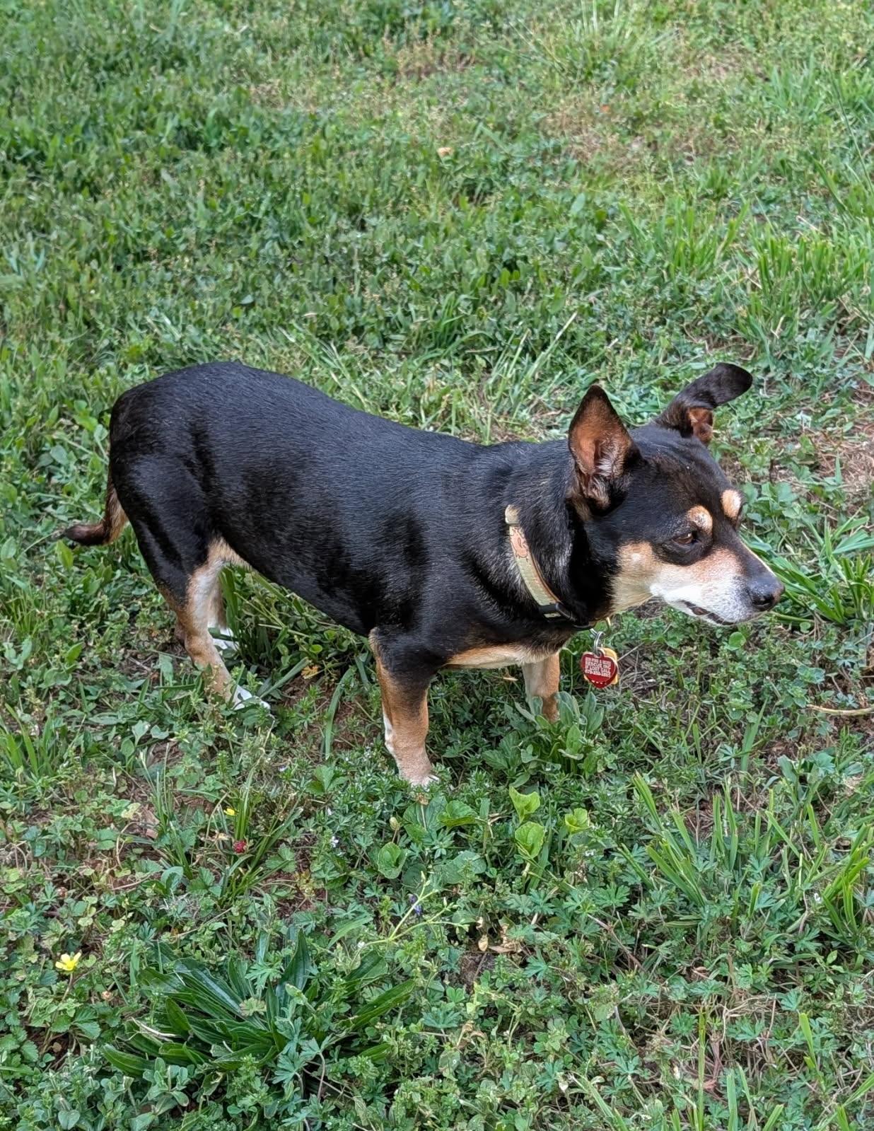 Immie, a Adoptable mixed breed in Duluth, GA image 5/5