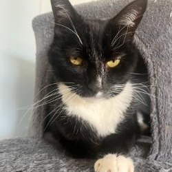 Enlarge Olly, a ADOPTABLE Domestic Short Hair in Grass Valley, CA image 1/6