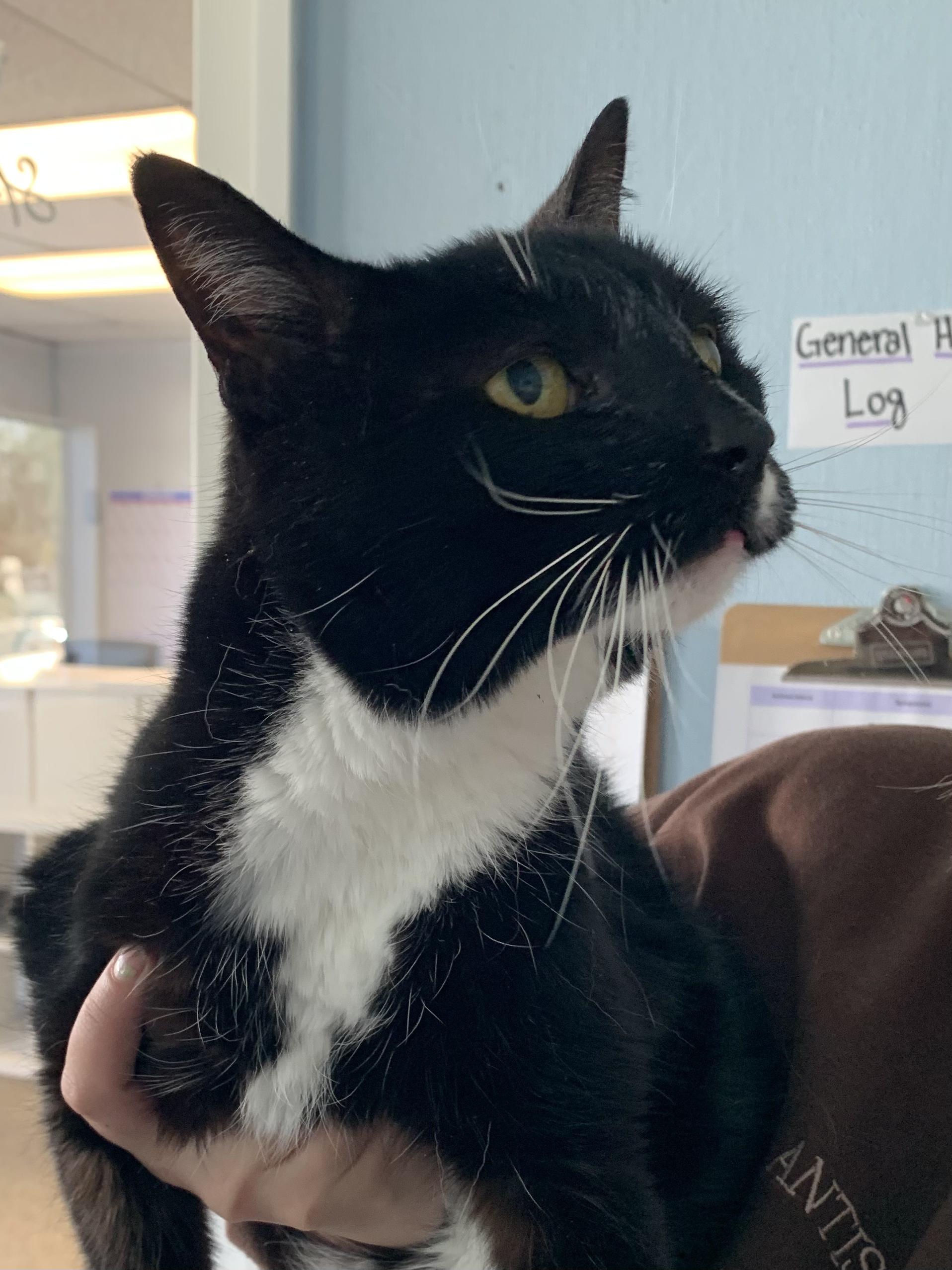 Enlarge Olly, a ADOPTABLE Domestic Short Hair in Grass Valley, CA image 5/6