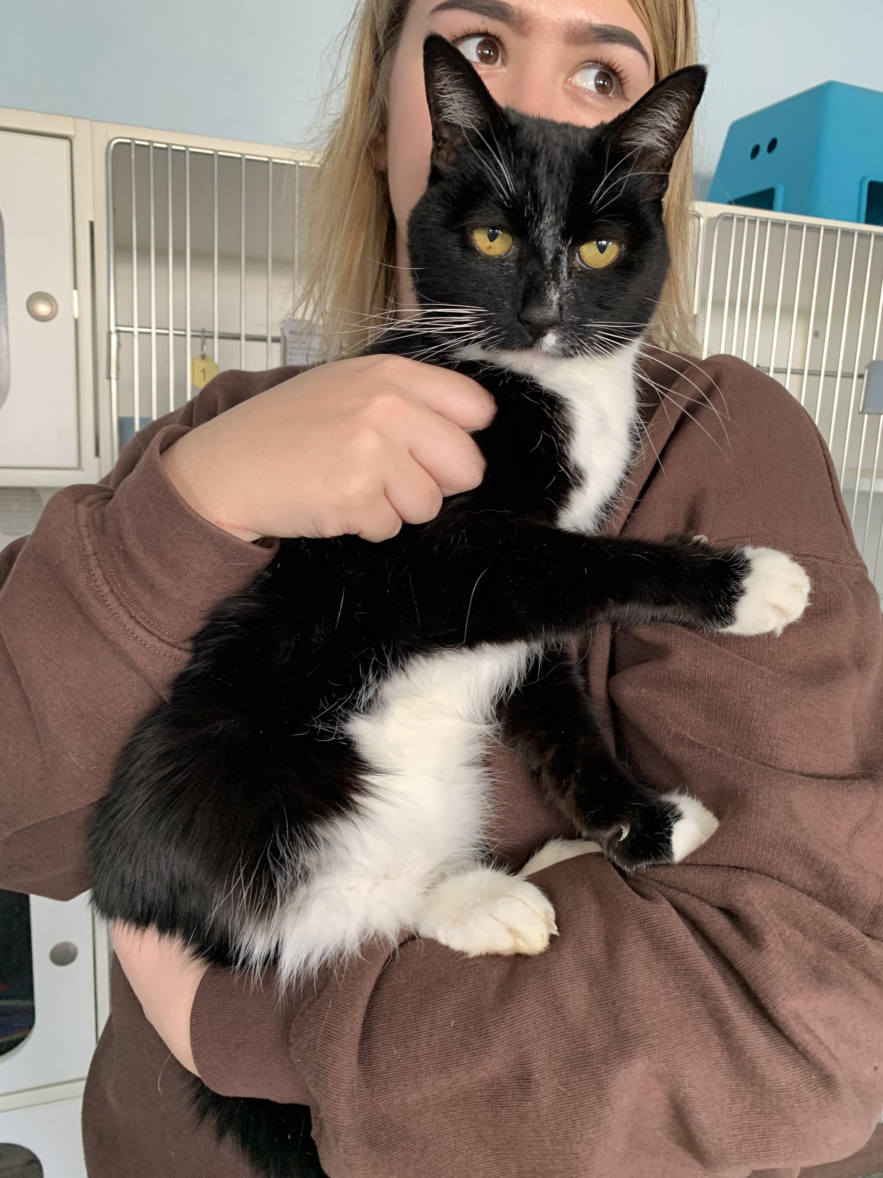 Enlarge Olly, a ADOPTABLE Domestic Short Hair in Grass Valley, CA image 4/6