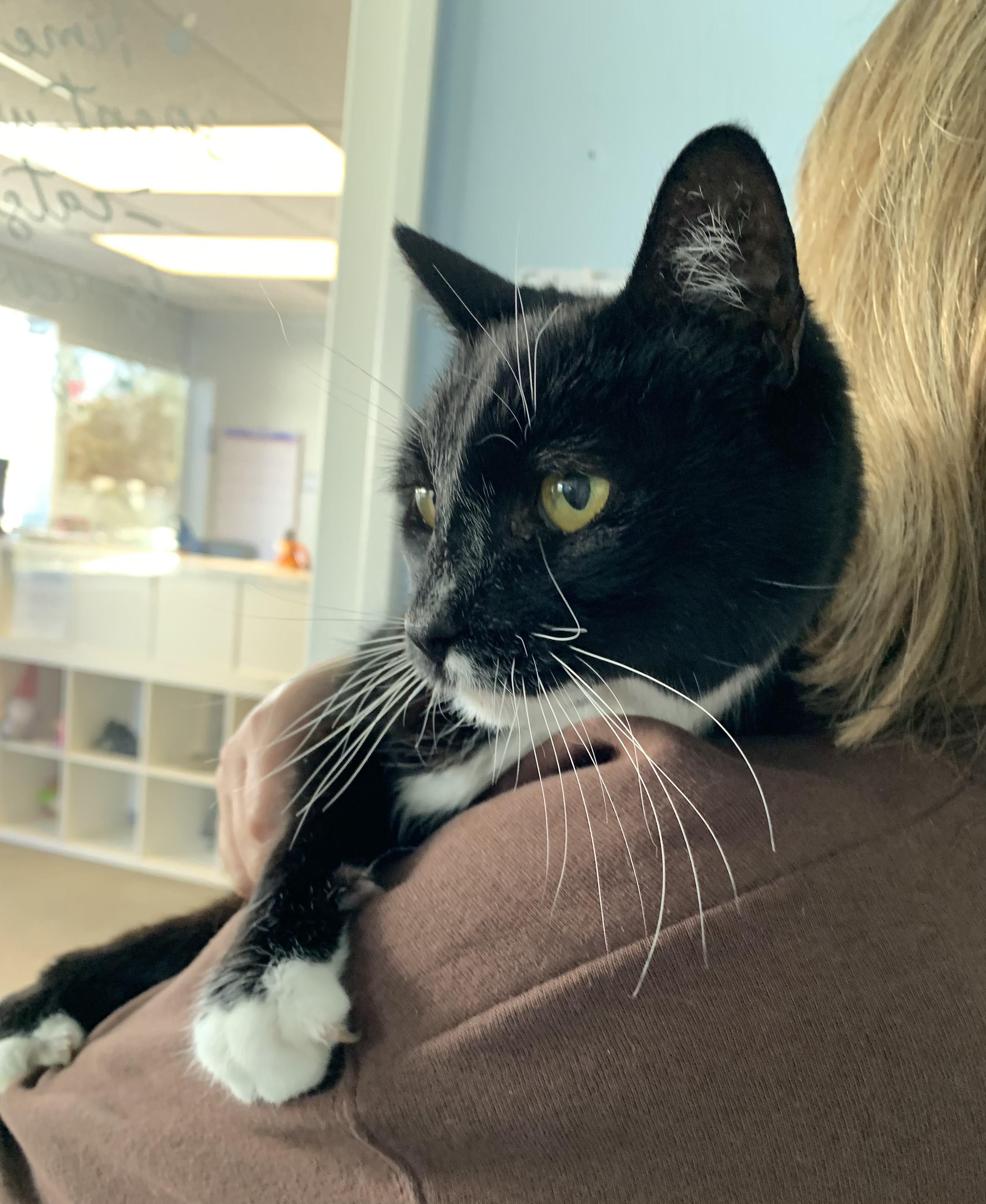 Enlarge Olly, a ADOPTABLE Domestic Short Hair in Grass Valley, CA image 2/6