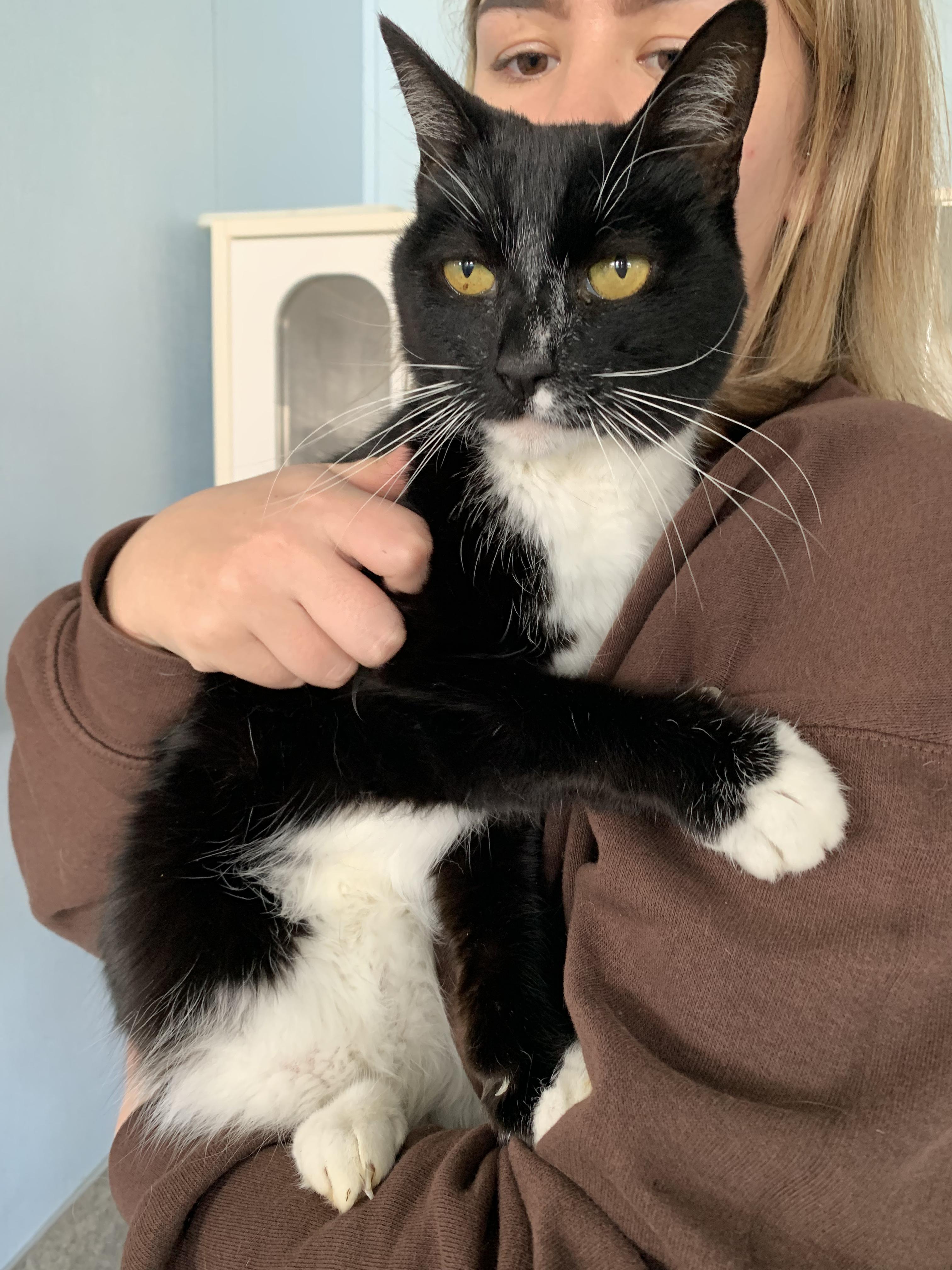 Enlarge Olly, a ADOPTABLE Domestic Short Hair in Grass Valley, CA image 3/6