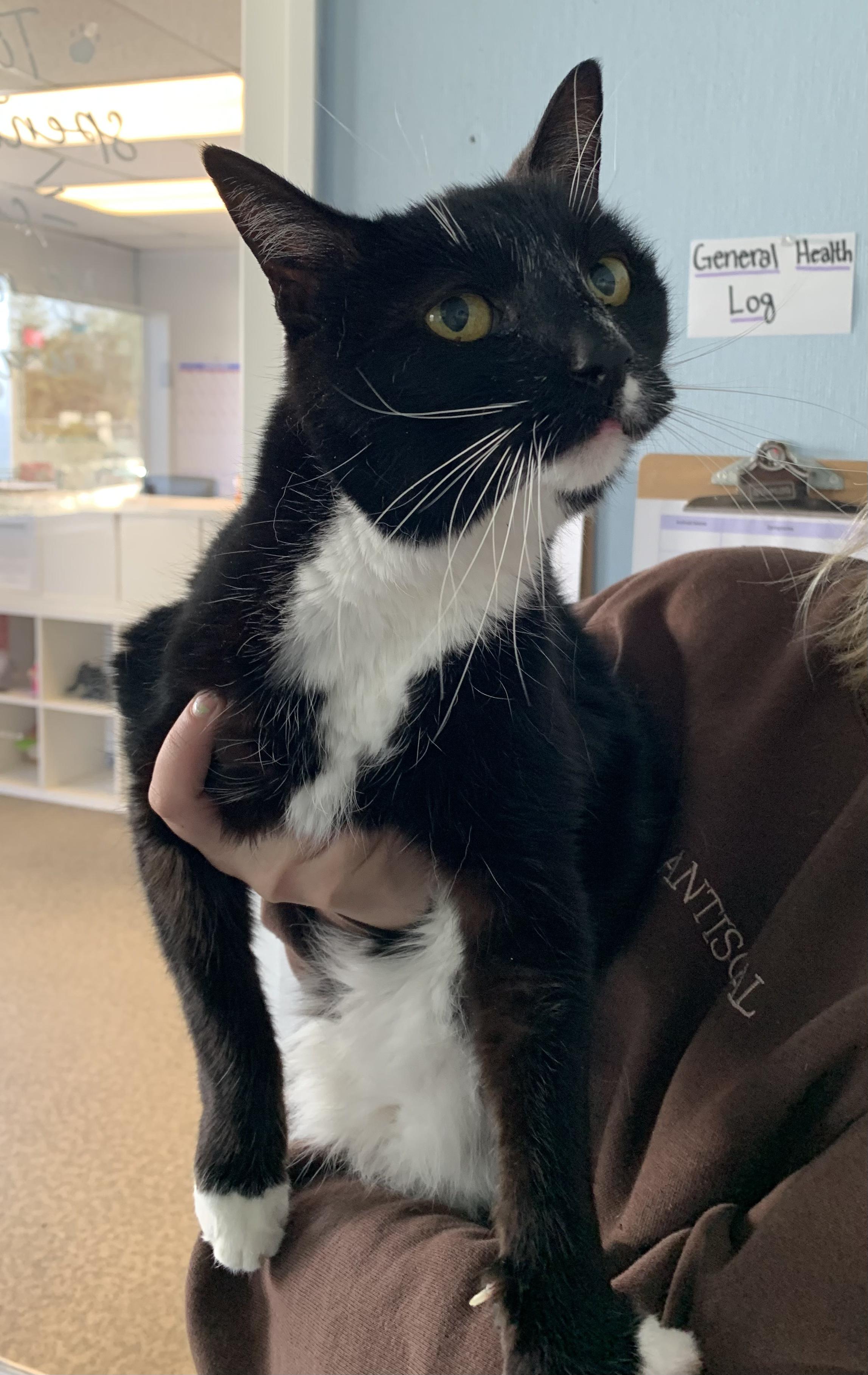 Enlarge Olly, a ADOPTABLE Domestic Short Hair in Grass Valley, CA image 6/6