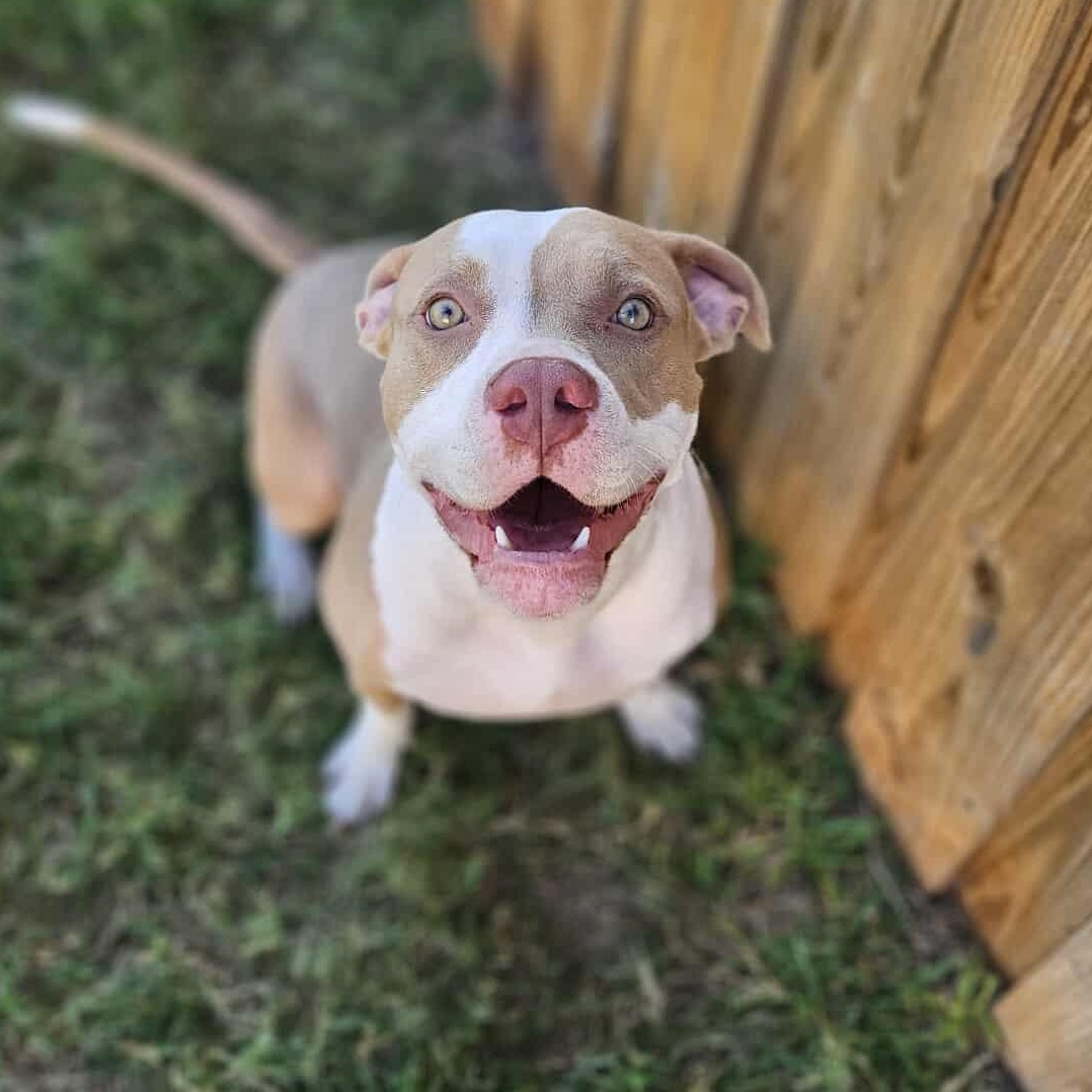 Pam-fostered in Texas, transport available