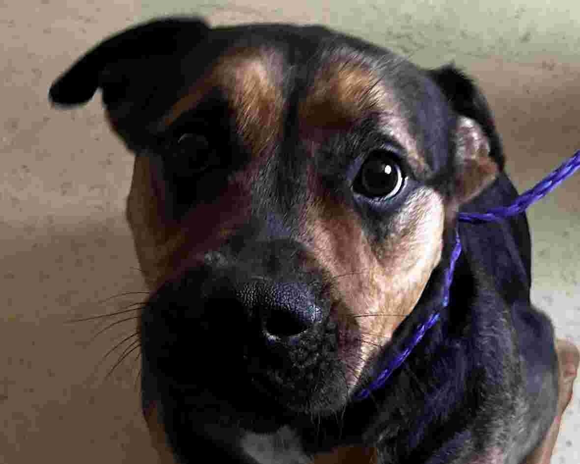 Bark Kent, ADOPTABLE, Adult Male Rottweiler.
