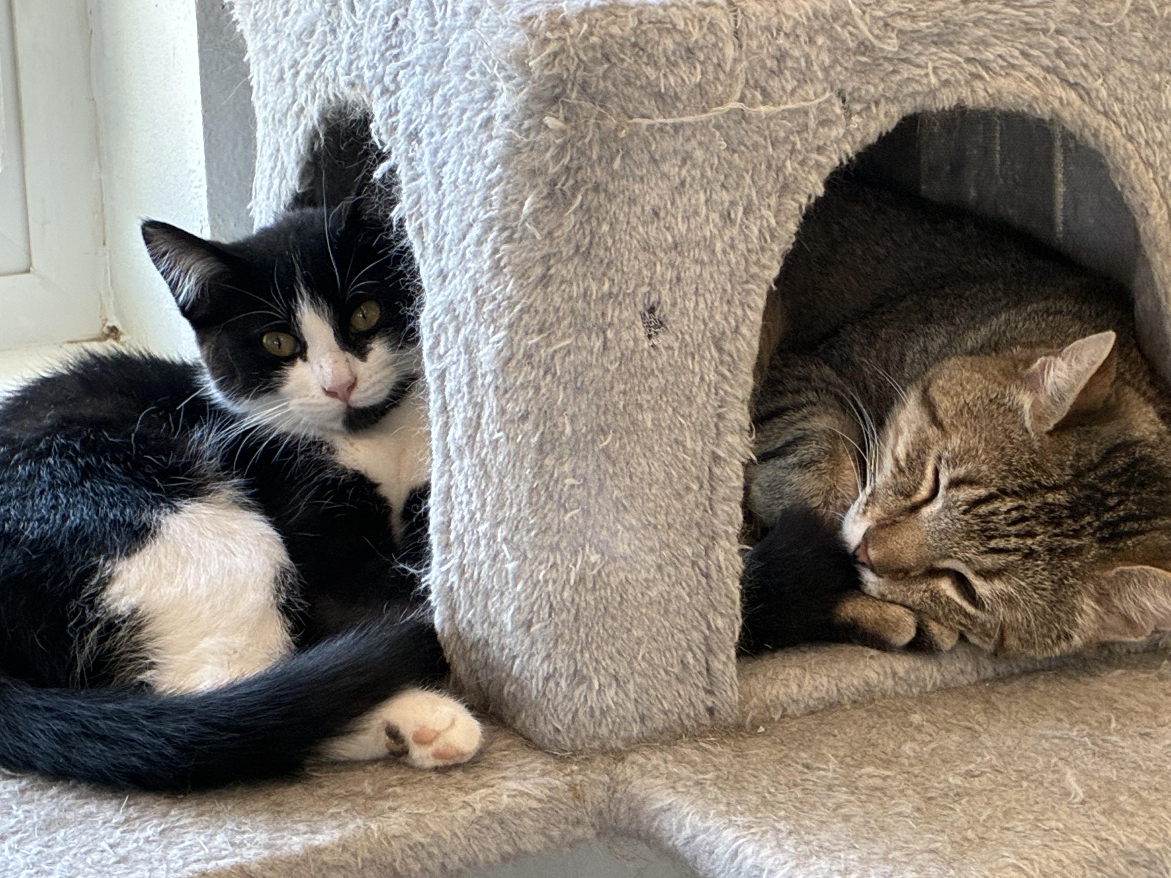 Enlarge Berry, a ADOPTABLE Domestic Short Hair in Bonners Ferry, ID image 4/4
