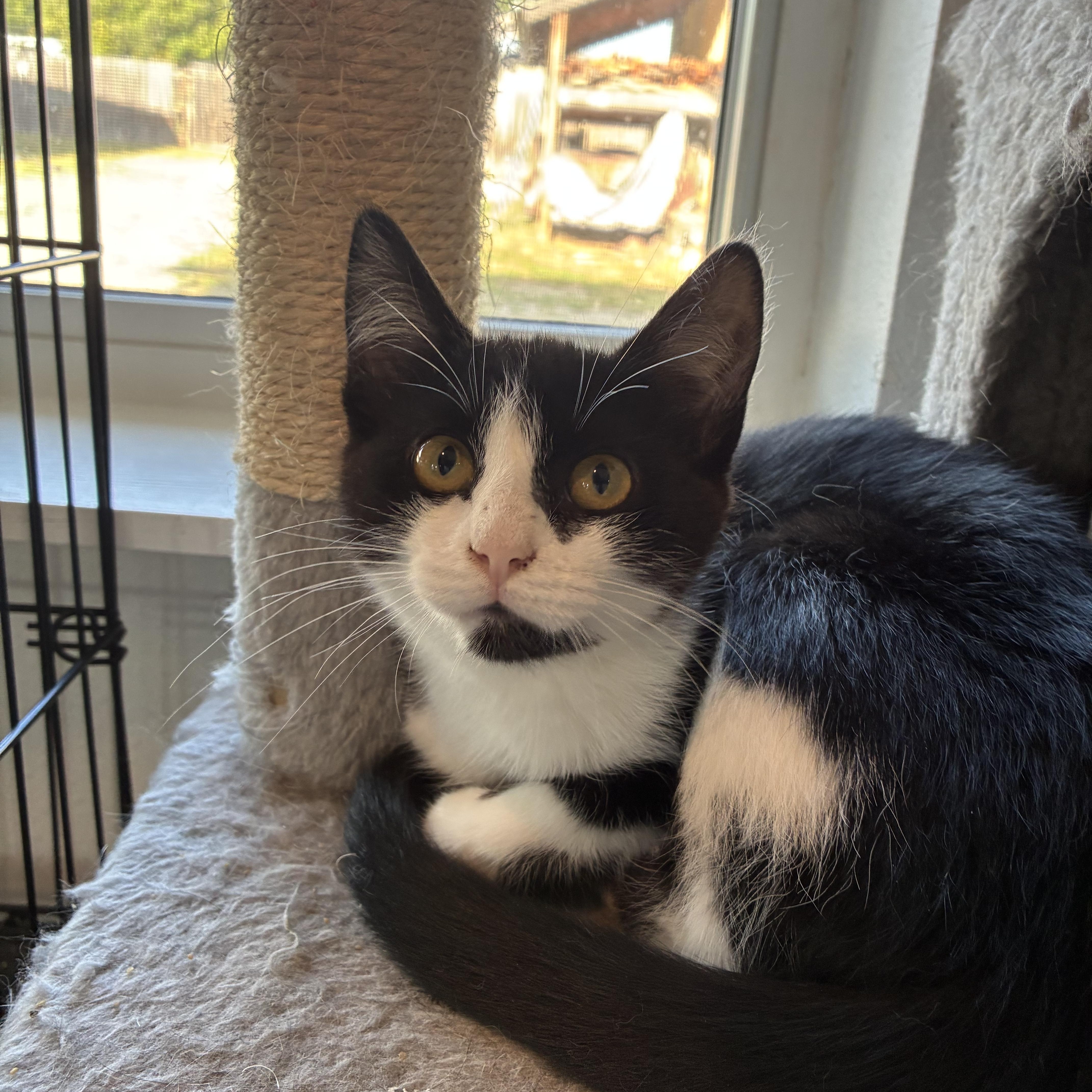 Enlarge Berry, a ADOPTABLE Domestic Short Hair in Bonners Ferry, ID image 1/4