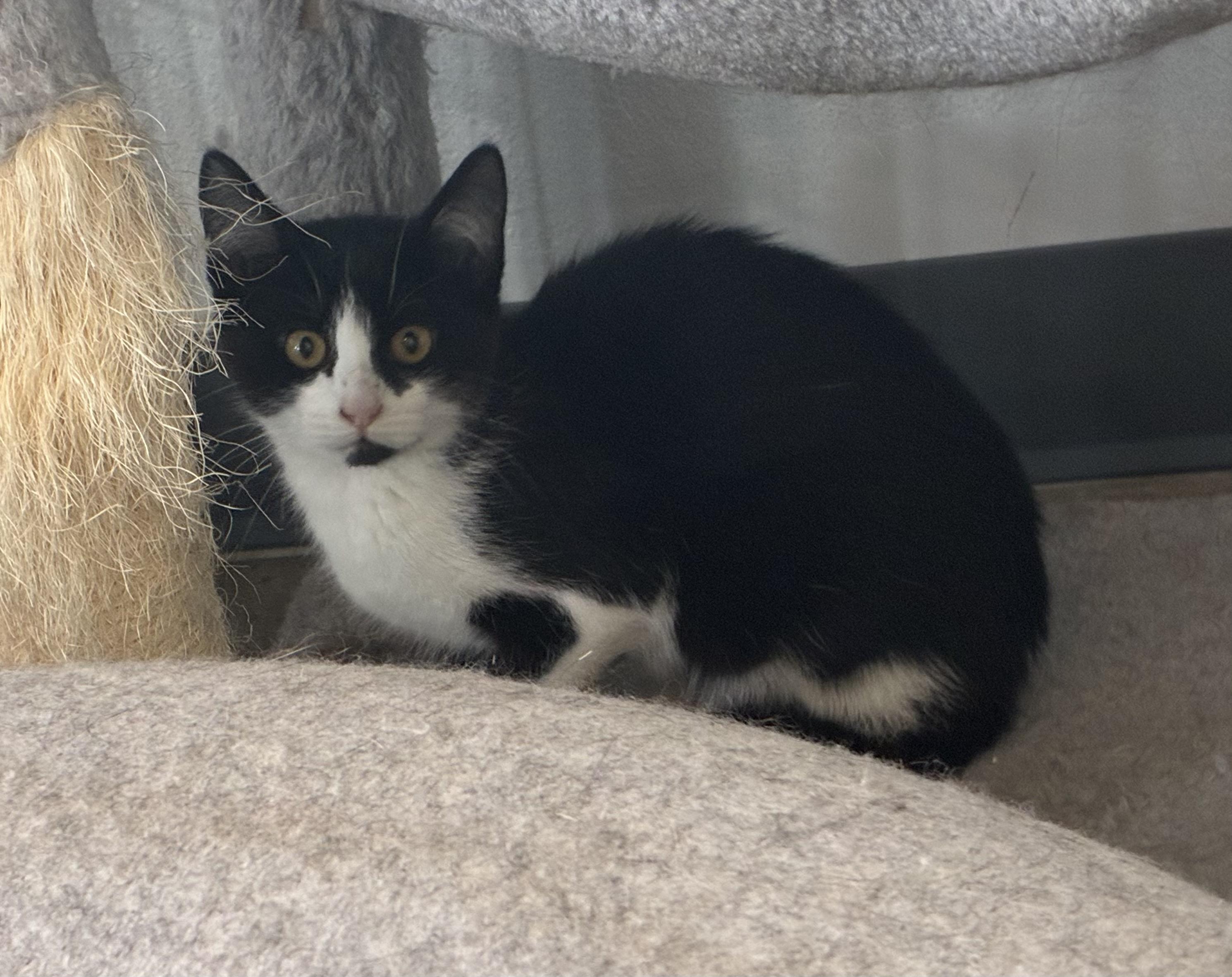 Enlarge Berry, a ADOPTABLE Domestic Short Hair in Bonners Ferry, ID image 2/4