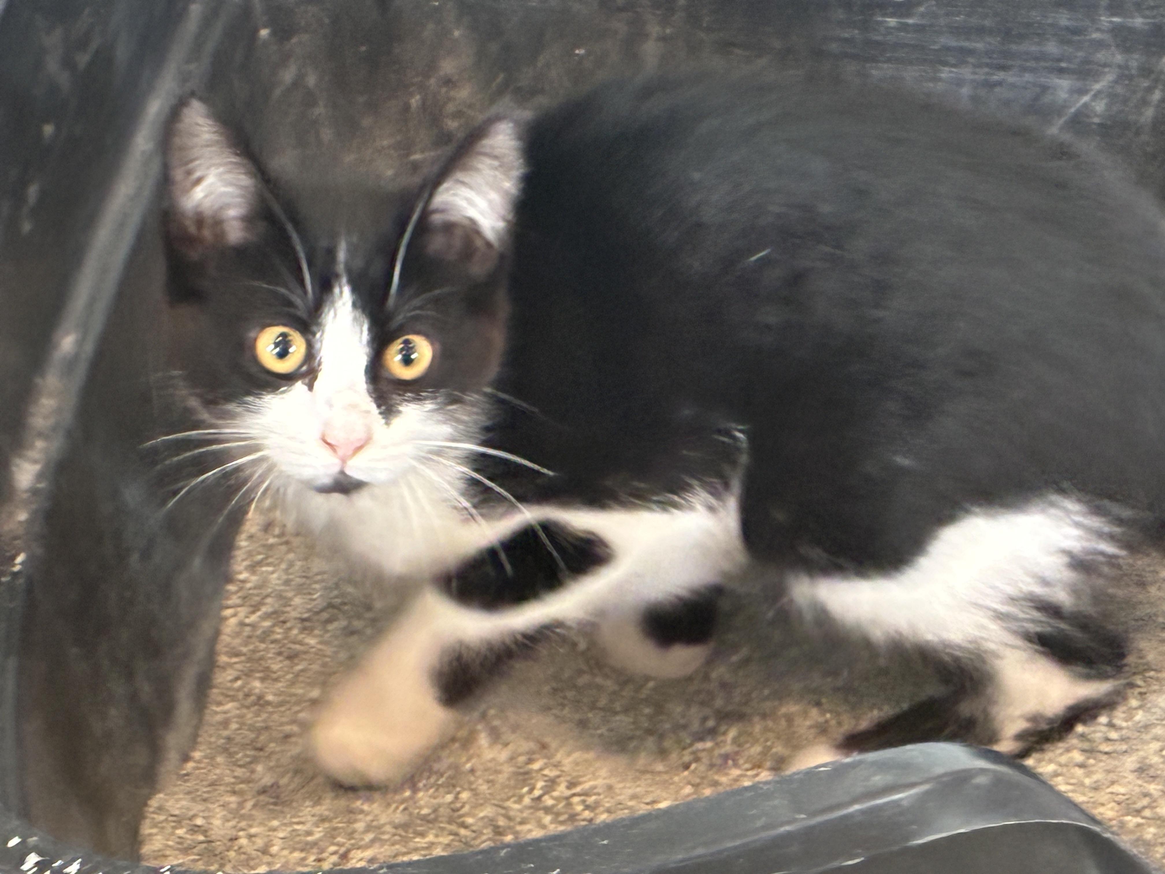 Enlarge Berry, a ADOPTABLE Domestic Short Hair in Bonners Ferry, ID image 3/4