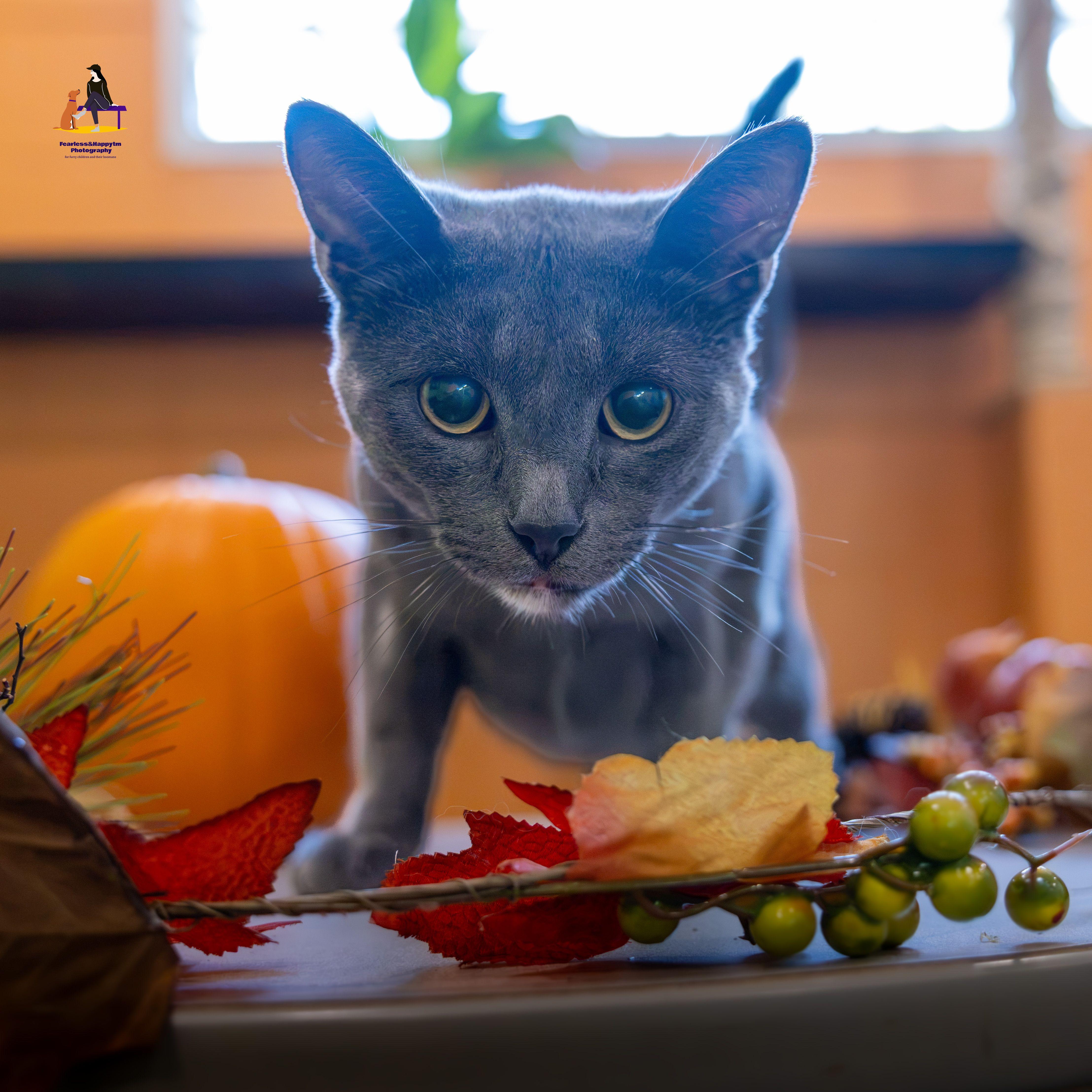 Enlarge Dunkin', a Adoptable Domestic Short Hair in Hamilton, ON image 1/6