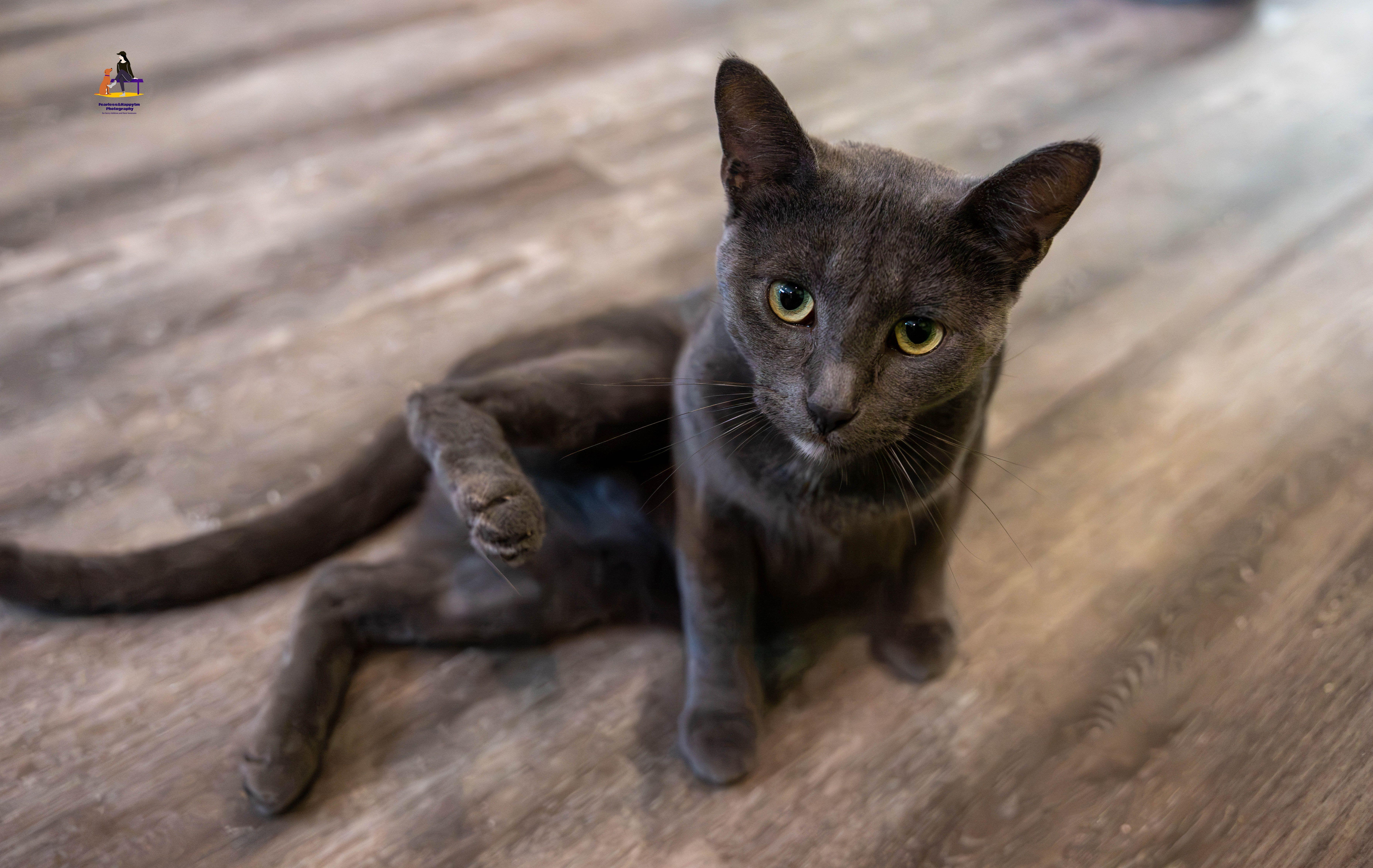 Enlarge Dunkin', a Adoptable Domestic Short Hair in Hamilton, ON image 4/6