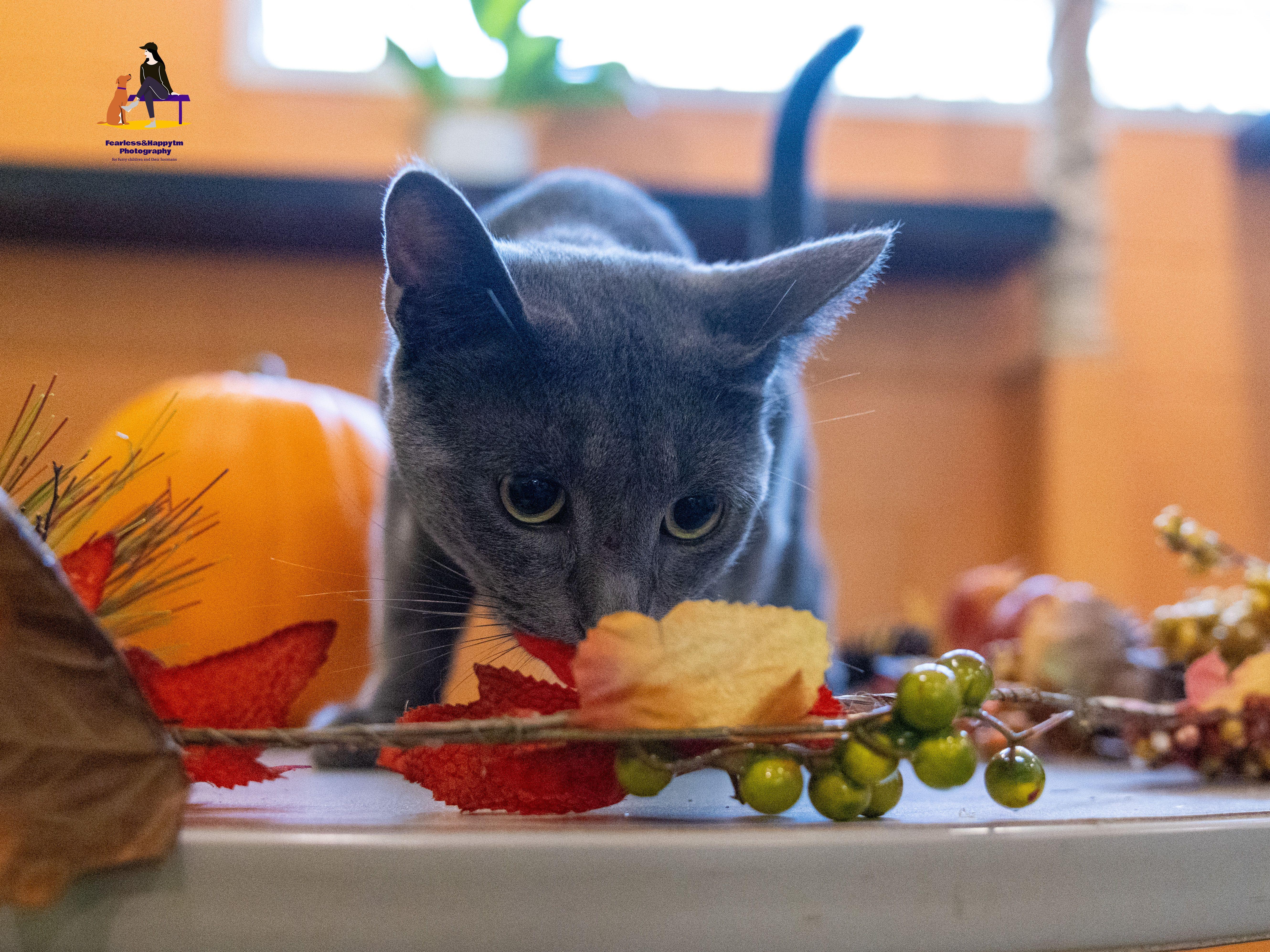 Enlarge Dunkin', a Adoptable Domestic Short Hair in Hamilton, ON image 6/6