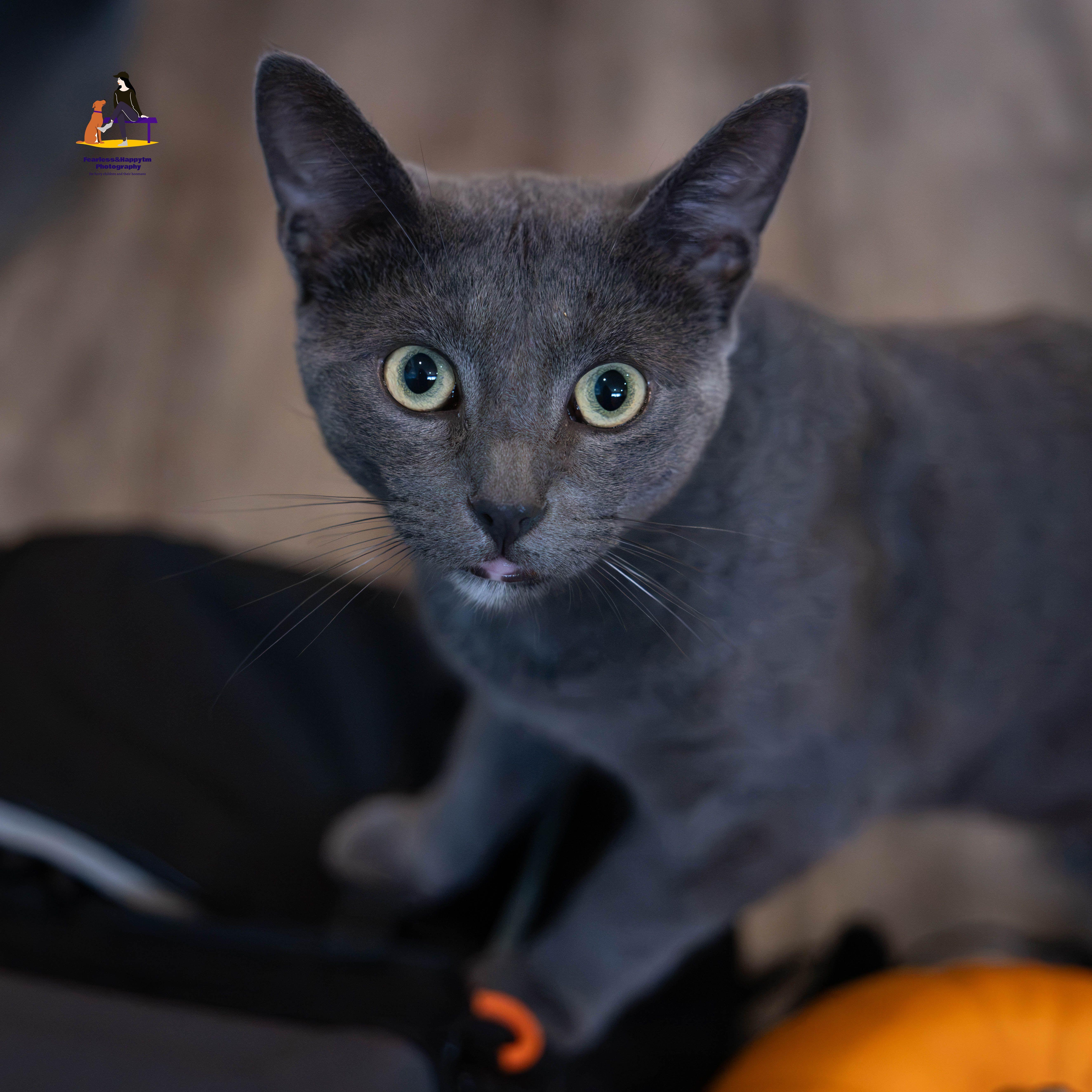 Enlarge Dunkin', a Adoptable Domestic Short Hair in Hamilton, ON image 3/6