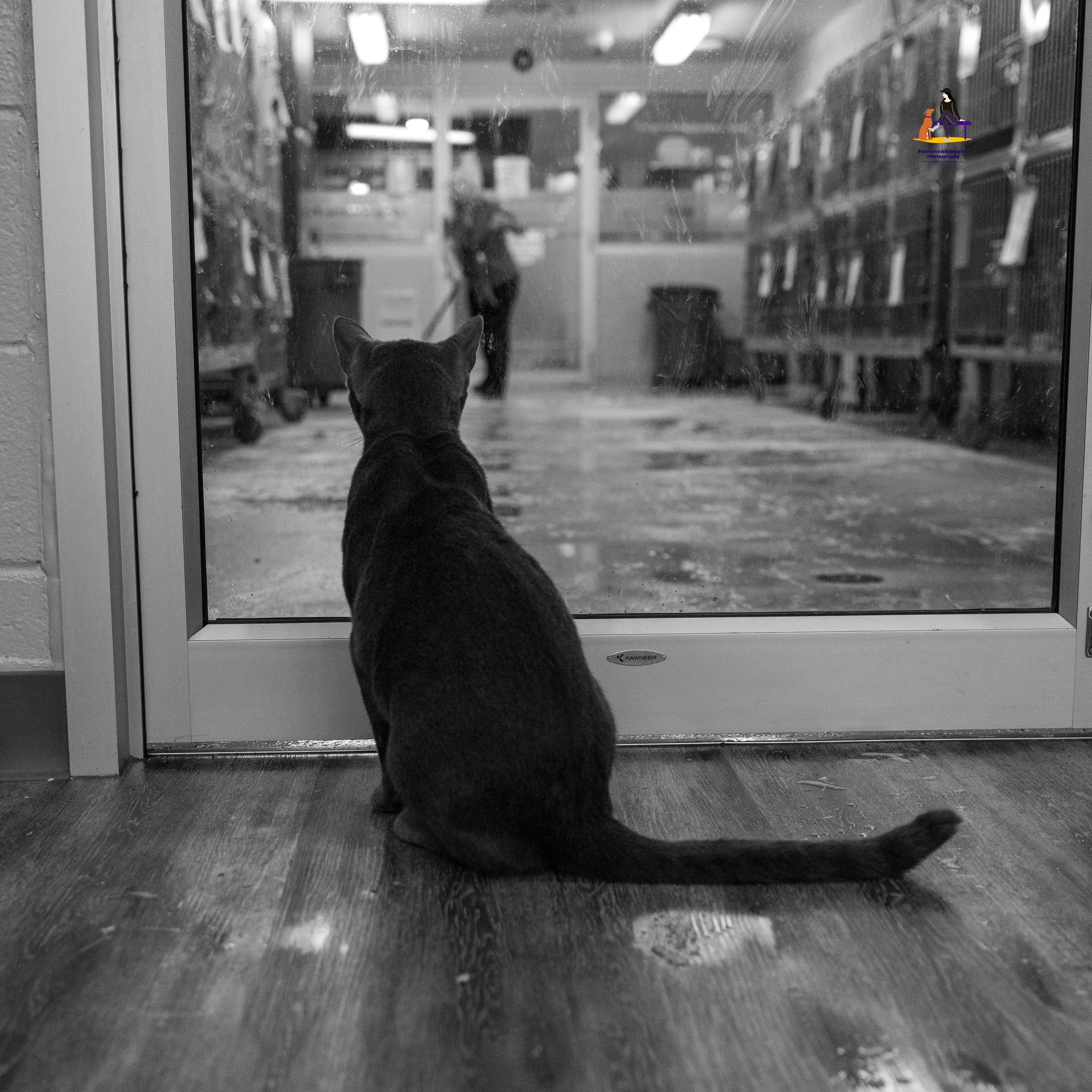 Enlarge Dunkin', a Adoptable Domestic Short Hair in Hamilton, ON image 2/6