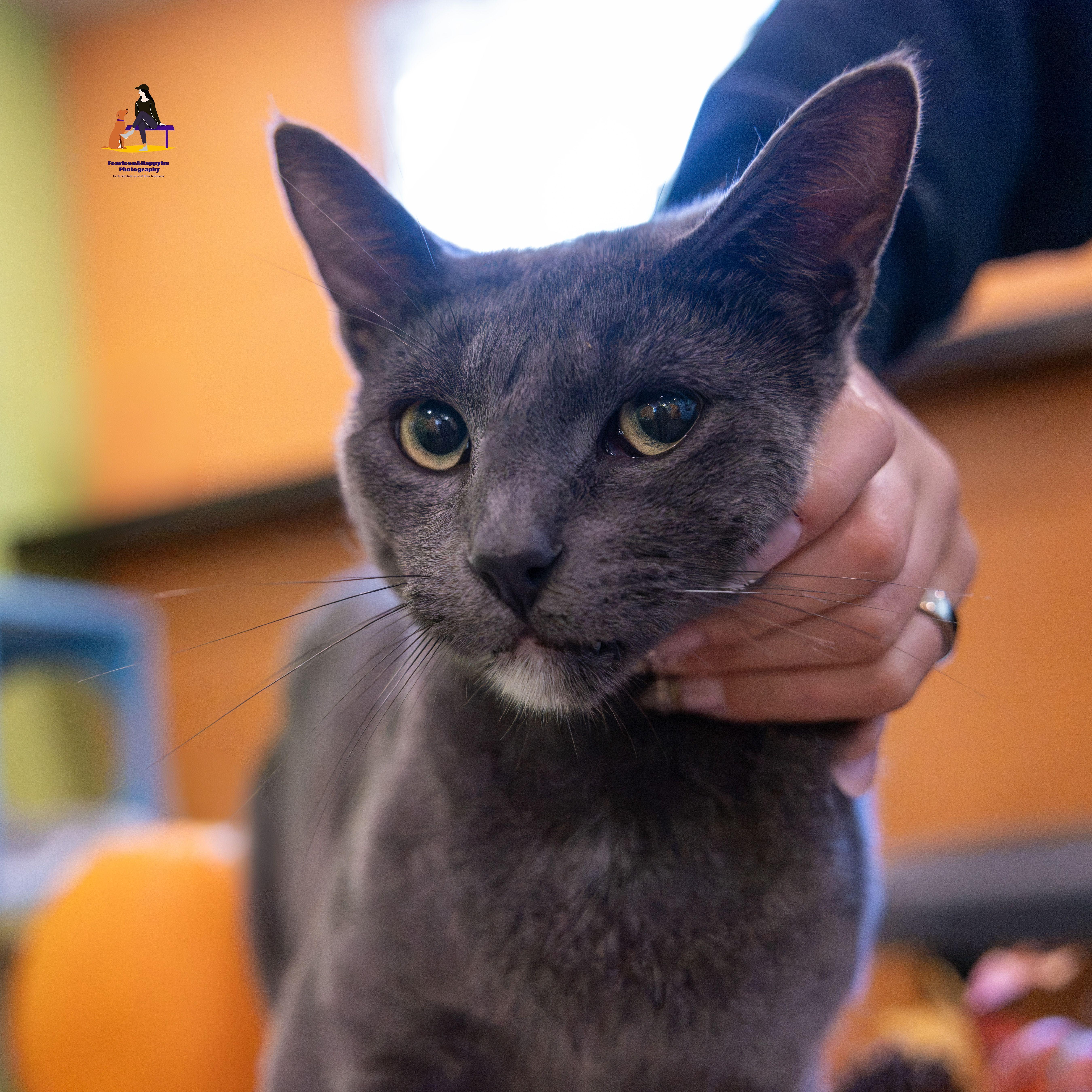 Enlarge Dunkin', a Adoptable Domestic Short Hair in Hamilton, ON image 5/6
