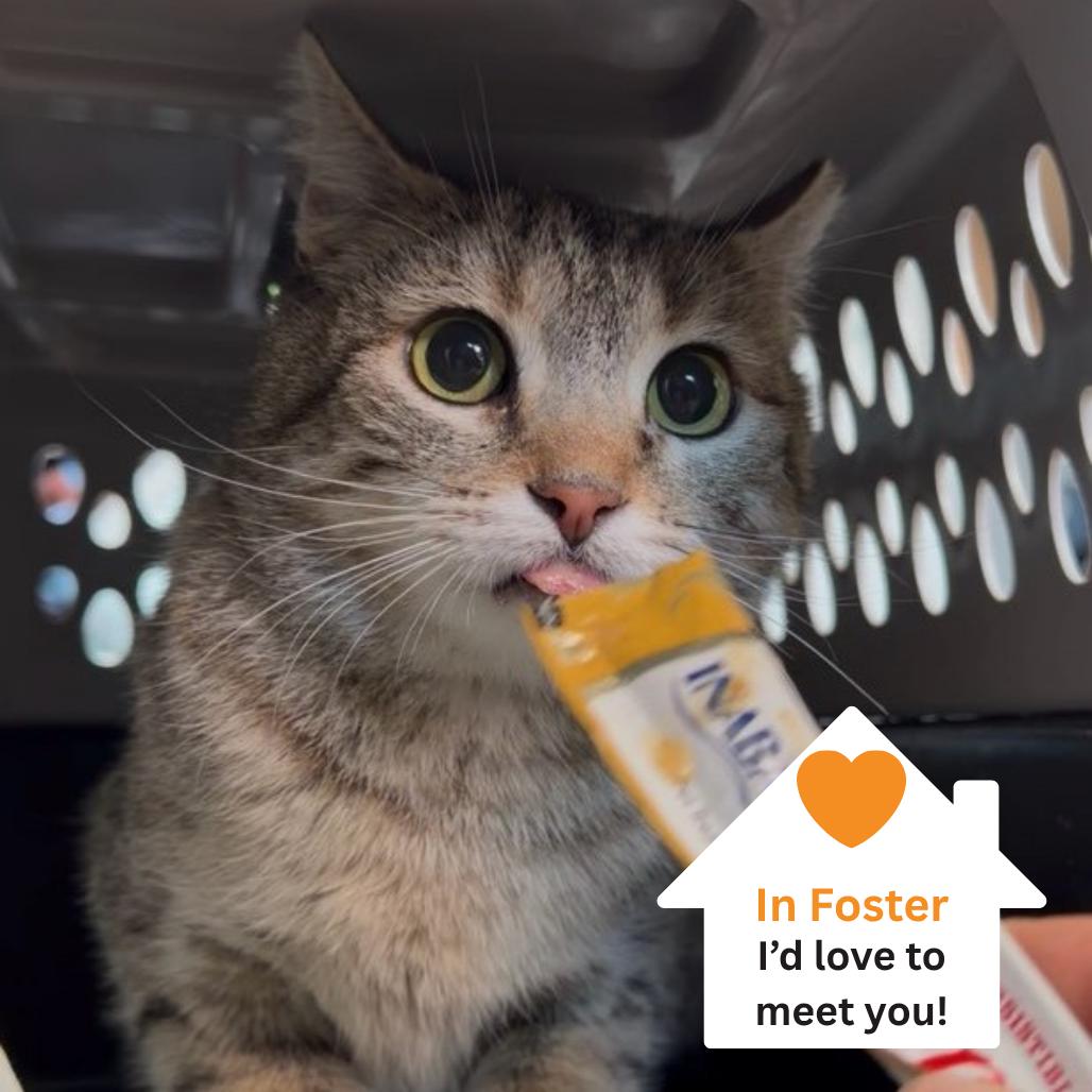 Fable, Adoptable, Adult Female Domestic Short Hair.