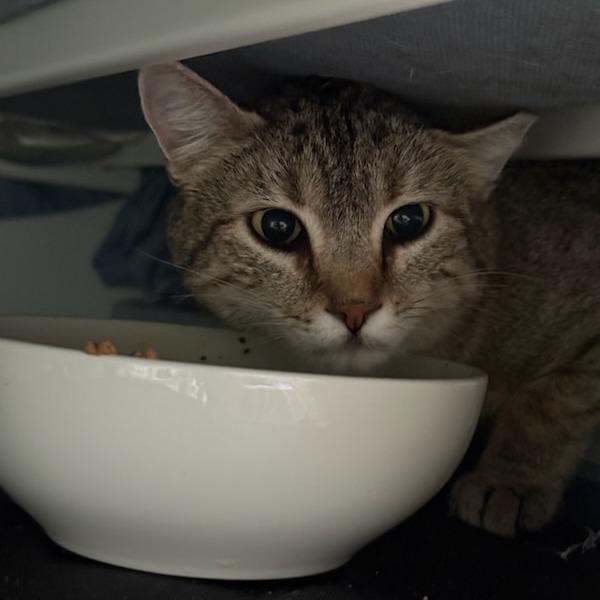Enlarge Fable, a Adoptable Domestic Short Hair in Salt Lake City, UT image 2/6