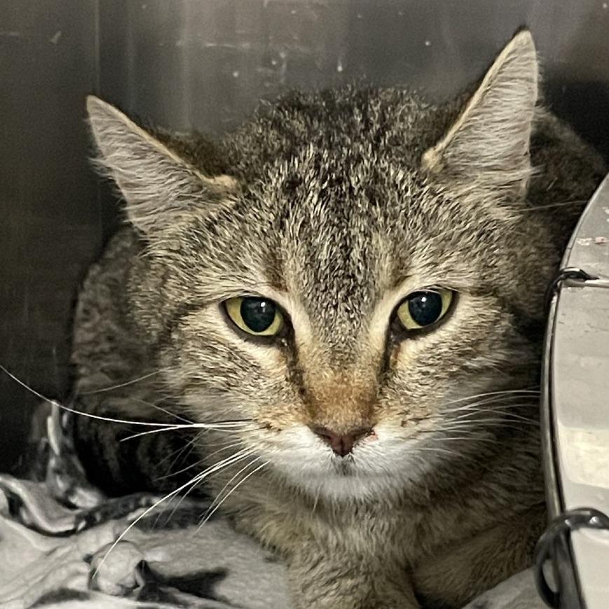 Enlarge Fable, a Adoptable Domestic Short Hair in Salt Lake City, UT image 3/6