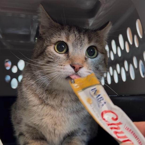 Enlarge Fable, a Adoptable Domestic Short Hair in Salt Lake City, UT image 4/6