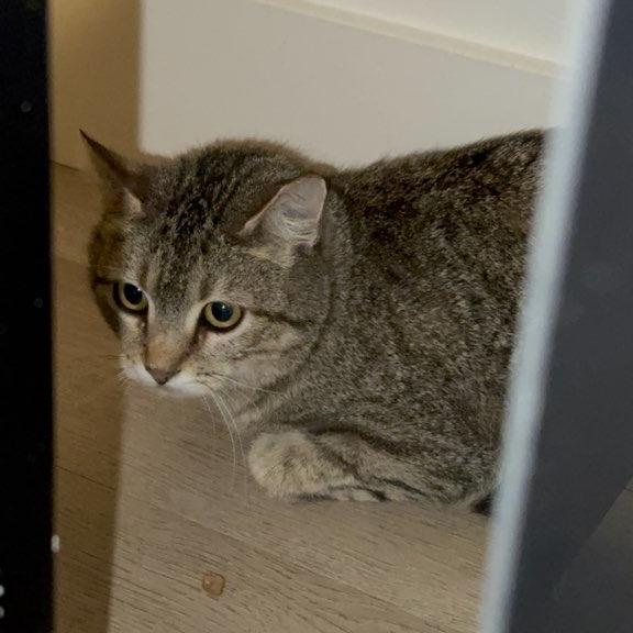 Enlarge Fable, a Adoptable Domestic Short Hair in Salt Lake City, UT image 5/6