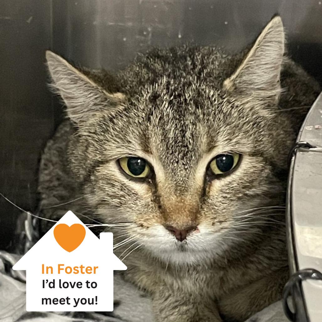 Enlarge Fable, a Adoptable Domestic Short Hair in Salt Lake City, UT image 6/6